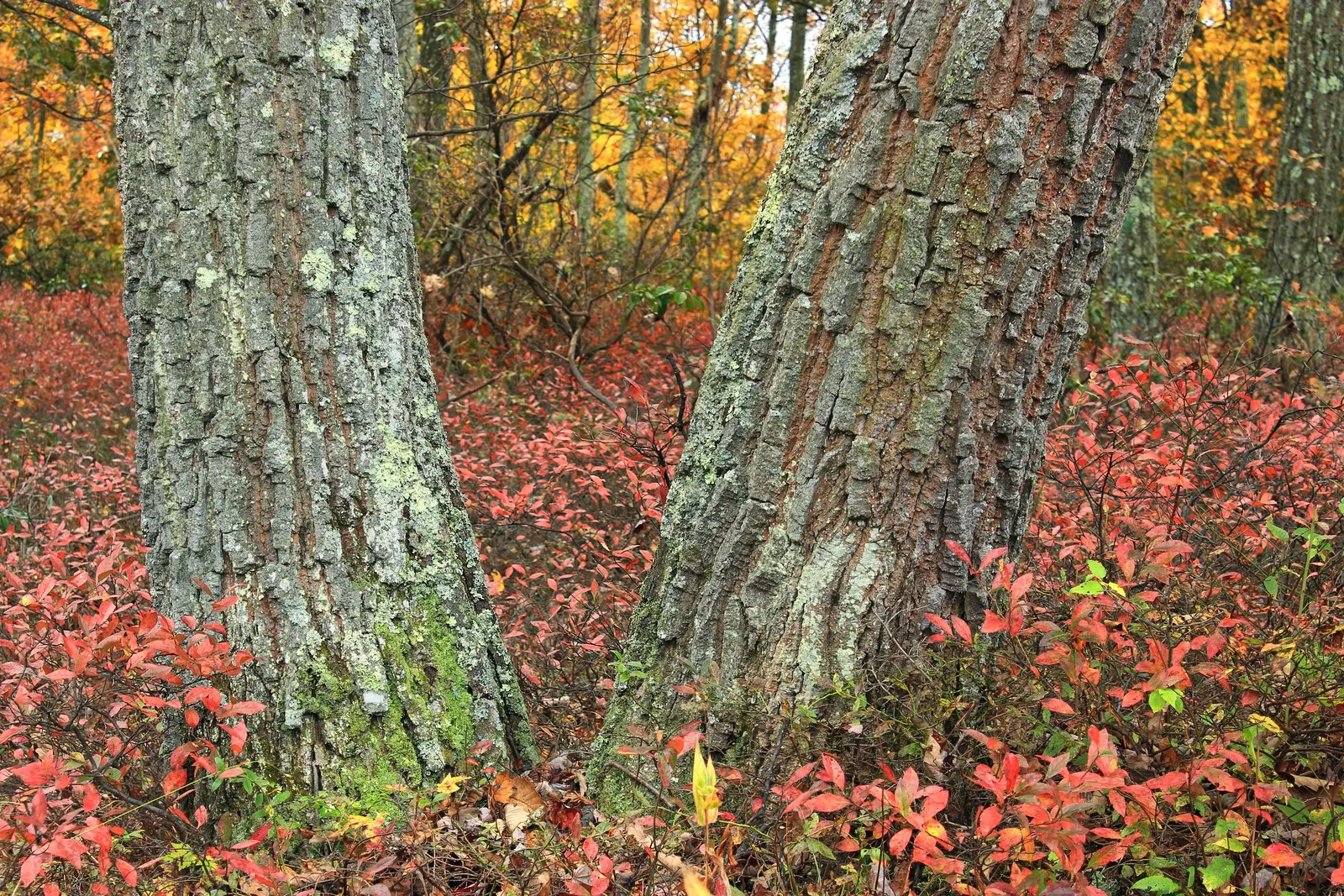 Lowbush Blueberry (Vaccinium Angustifolium) — The plant provides a habitat and food source for native birds and pollinators; shrub with white blooms