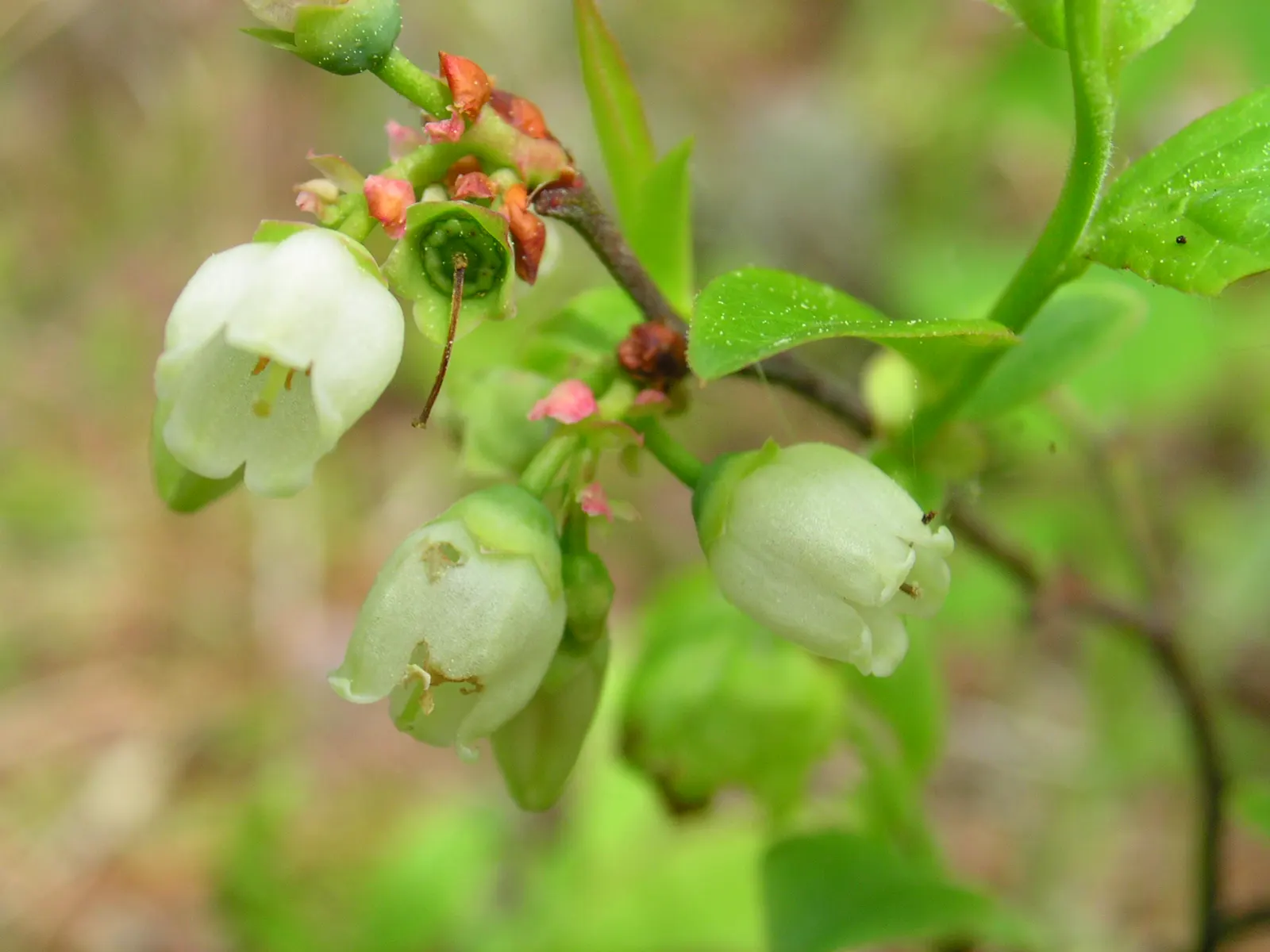 Lowbush Blueberry (Vaccinium Angustifolium) — scientifically named Vaccinium angustifolium