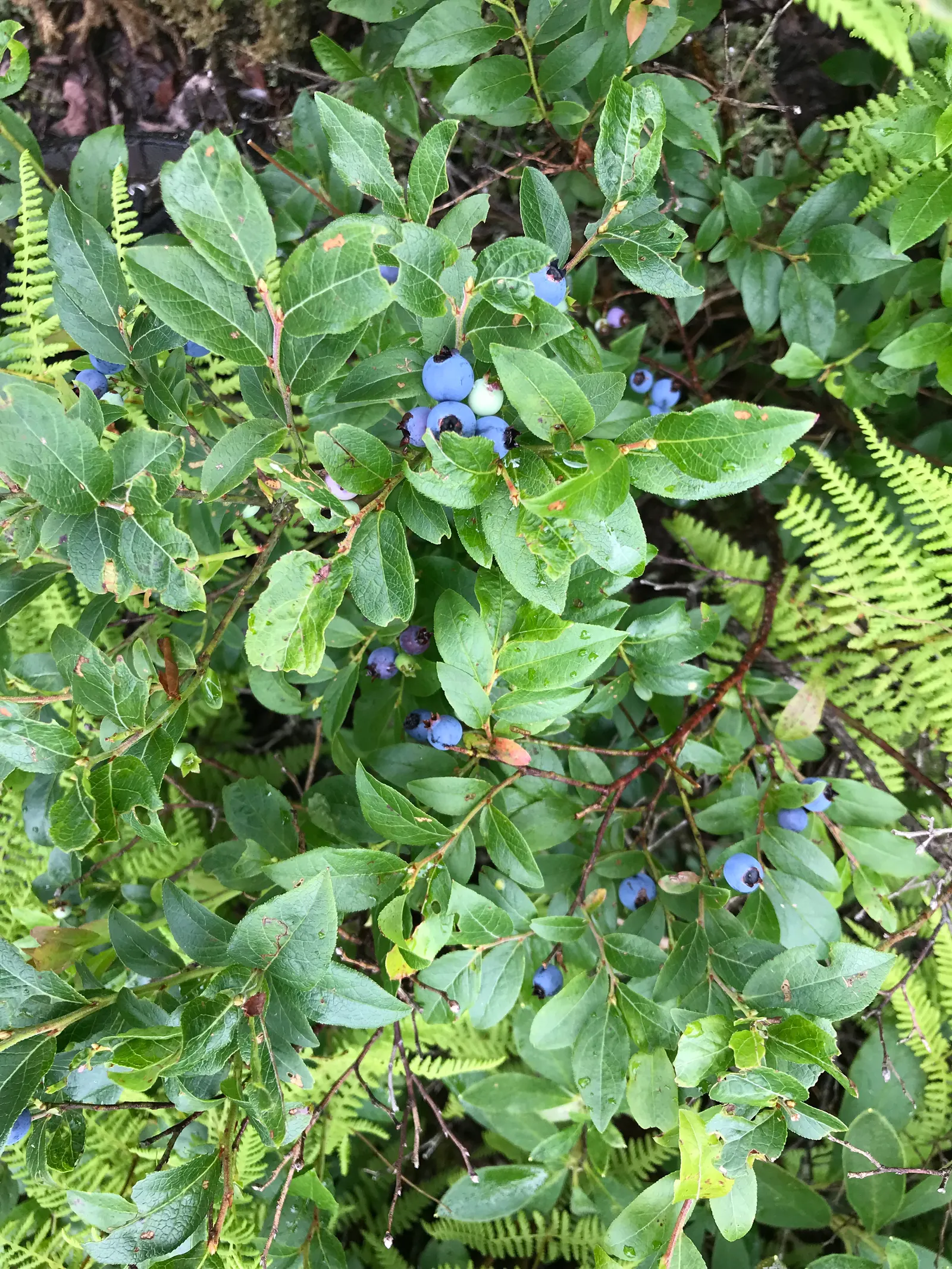 Lowbush Blueberry (Vaccinium Angustifolium) — it matures to 1-2 feet high and 2-4 feet wide; well-draining soils.<br><br>Mature specimens typically reach