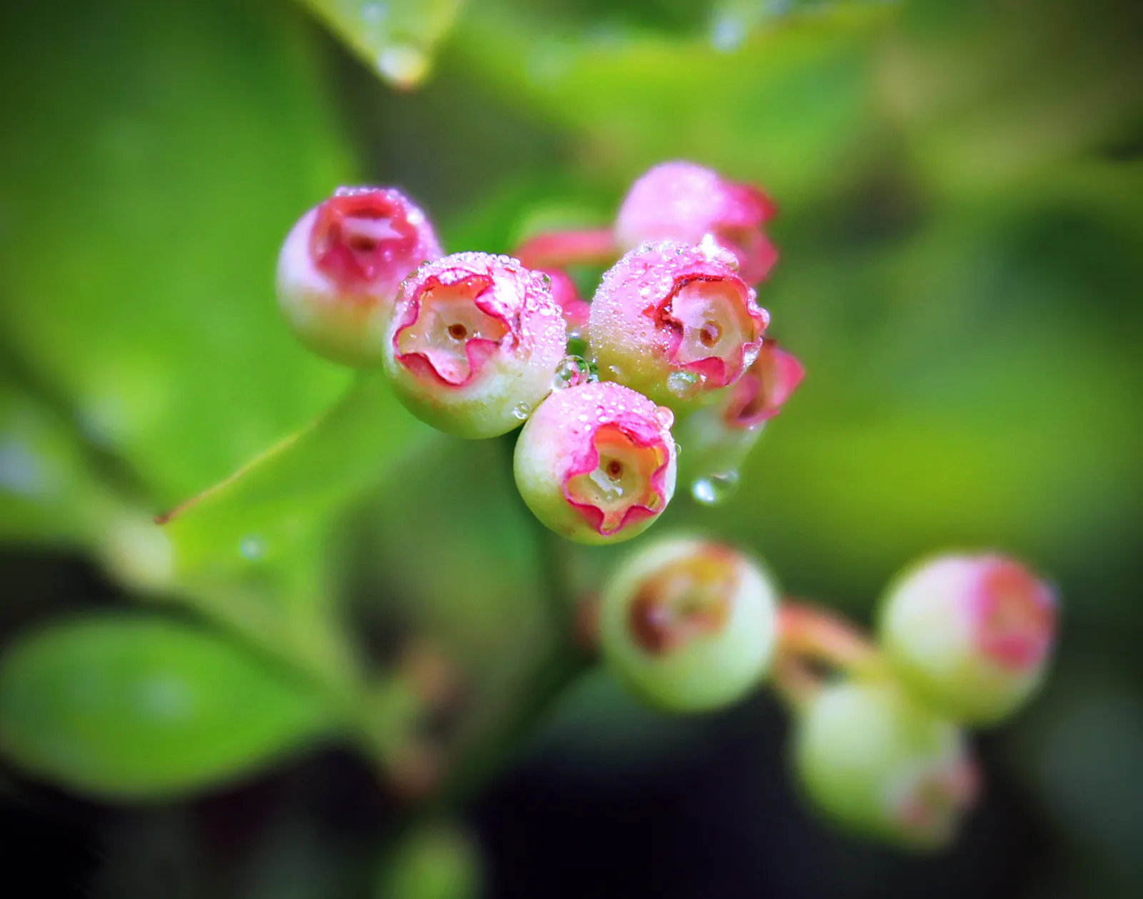 Lowbush Blueberry (Vaccinium Angustifolium) — which achieve a subtle yet alluring contrast against the backdrop of green leaves; shrub for half