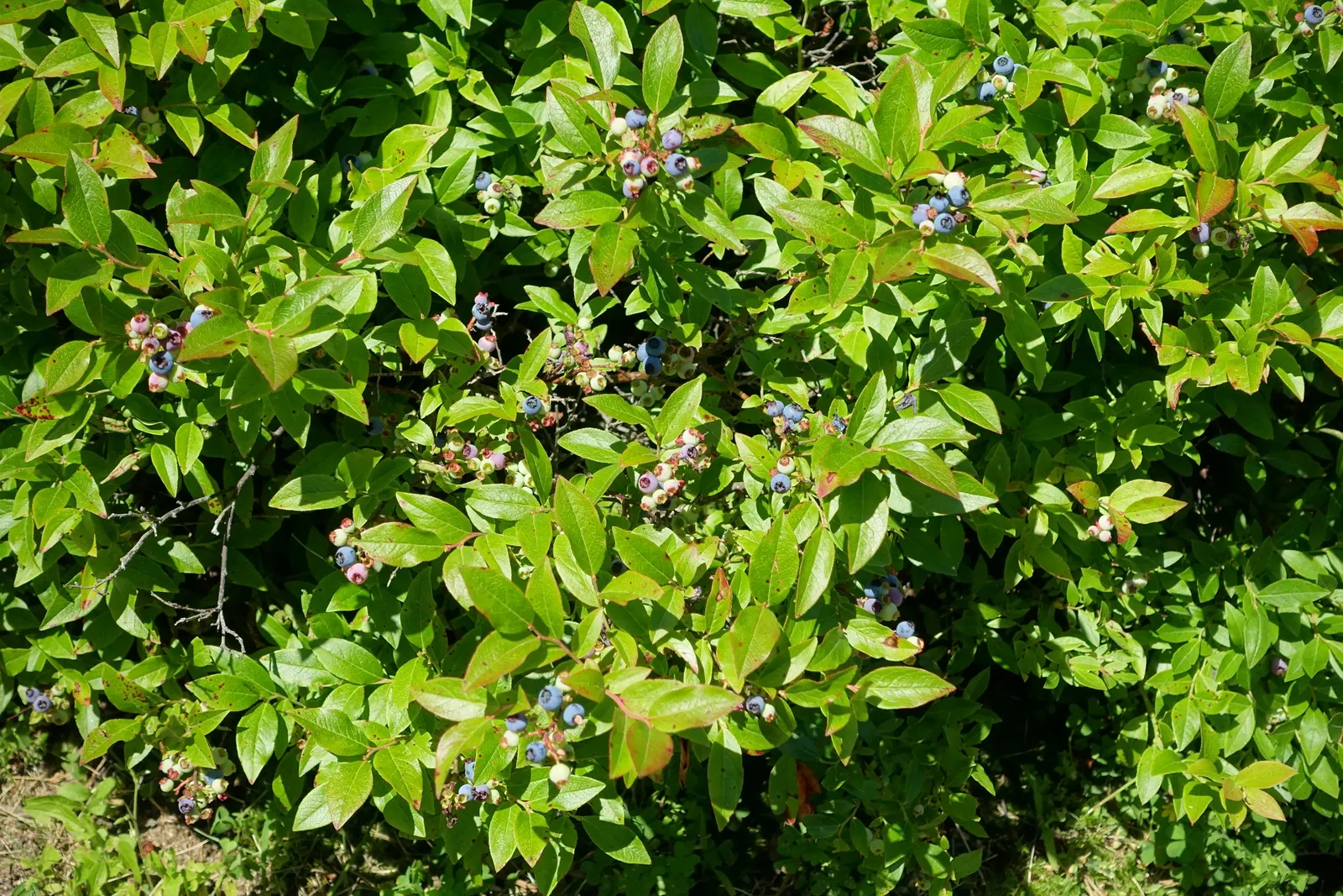 Lowbush Blueberry (Vaccinium Angustifolium) — making it a delightful choice for native gardens or as an underplanting; featuring dainty white or pink-tinged