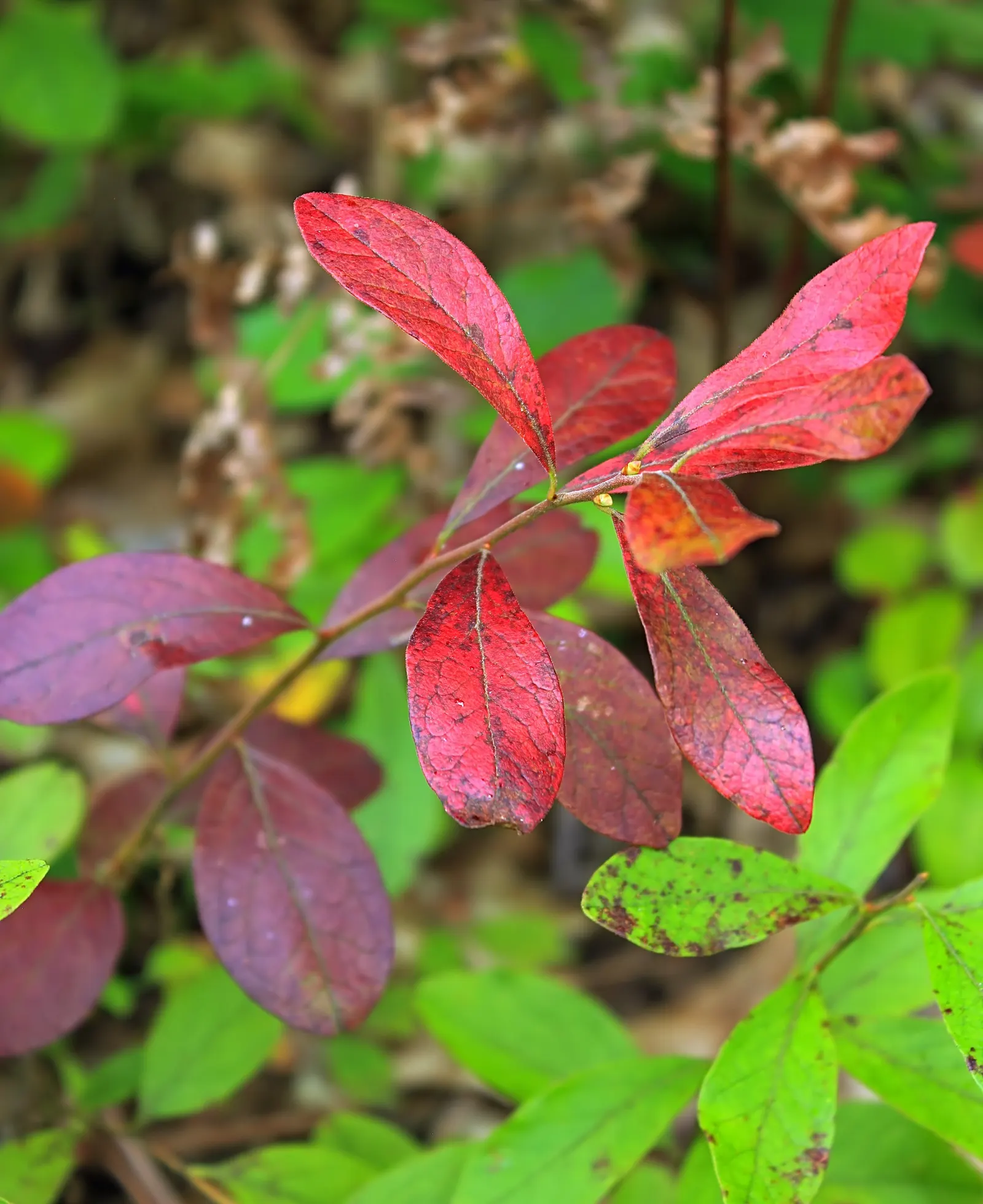 Lowbush Blueberry (Vaccinium Angustifolium) — The Lowbush Blueberry, Vaccinium angustifolium, thrives in USDA zones 2-6, enjoying acidic, well-drained soil