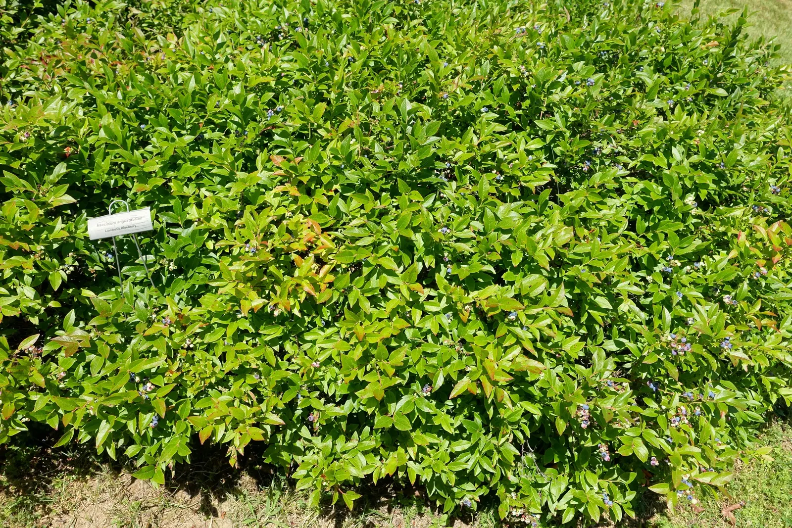 Lowbush Blueberry (Vaccinium Angustifolium) — Vaccinium angustifolium is a robust addition that will provide visual interest