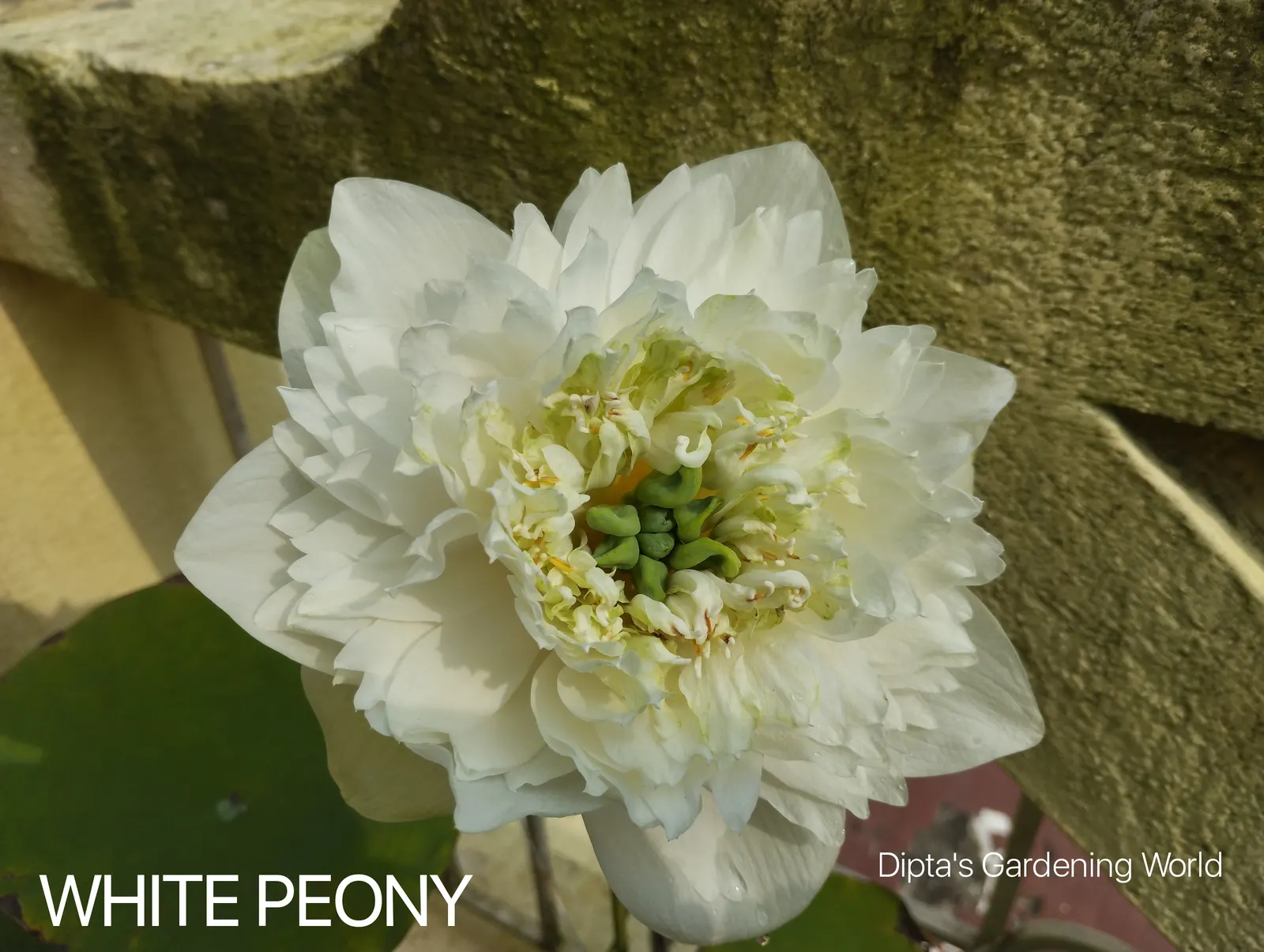 White Peony (Paeonia 'White') — Its elegant white petals and golden stamens create a striking contrast; is a stately and elegant perennial that adds a touch of
