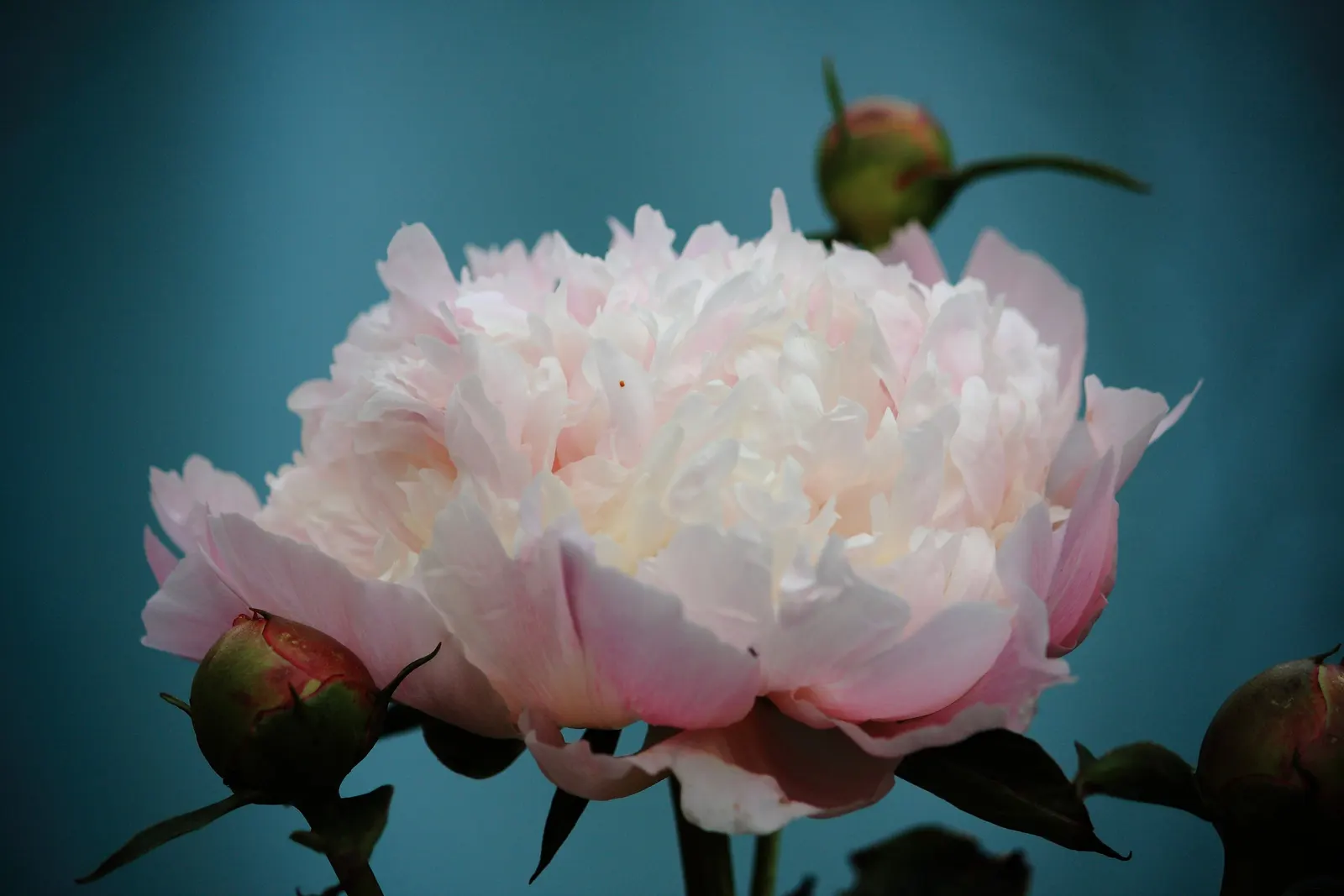 White Peony (Paeonia 'White') — The White Peony, Paeonia 'White', is a hardy perennial boasting lush, full blooms up to 6 inches across; its, image 39