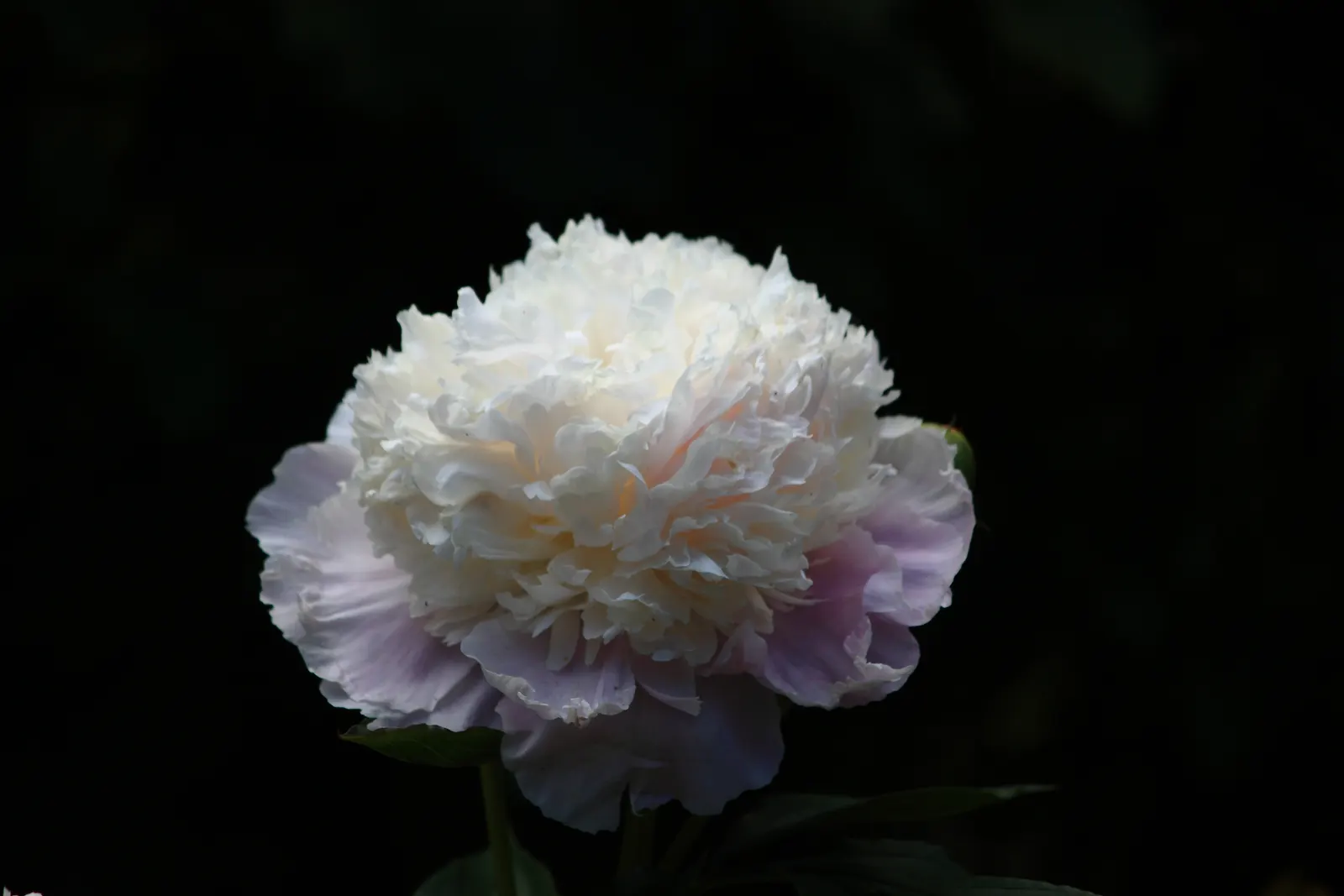 White Peony (Paeonia 'White') — Flowering in late spring to early summer, it reaches a mature height and spread of 2-3 feet; with a spread of 2 to, image 59