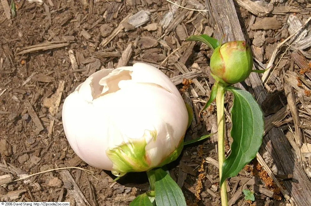 White Peony (Paeonia 'White') — The White Peony, Paeonia 'White', is a hardy perennial boasting lush, full blooms up to 6 inches across; its, image 58
