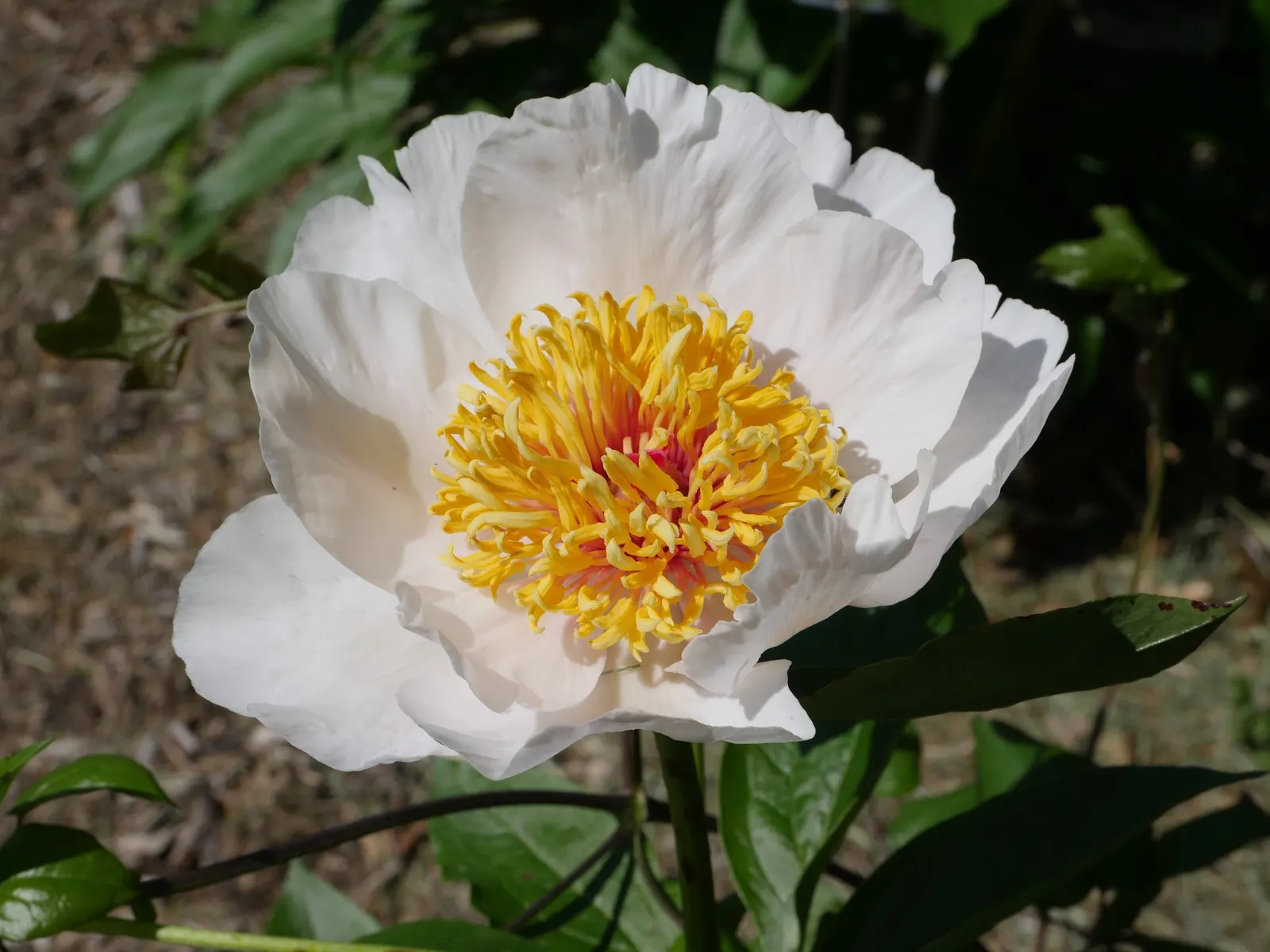 White Peony (Paeonia 'White') — Flowers can reach up to 6-8 inches in diameter and emerge from the plant in late spring to early summer; these, image 46