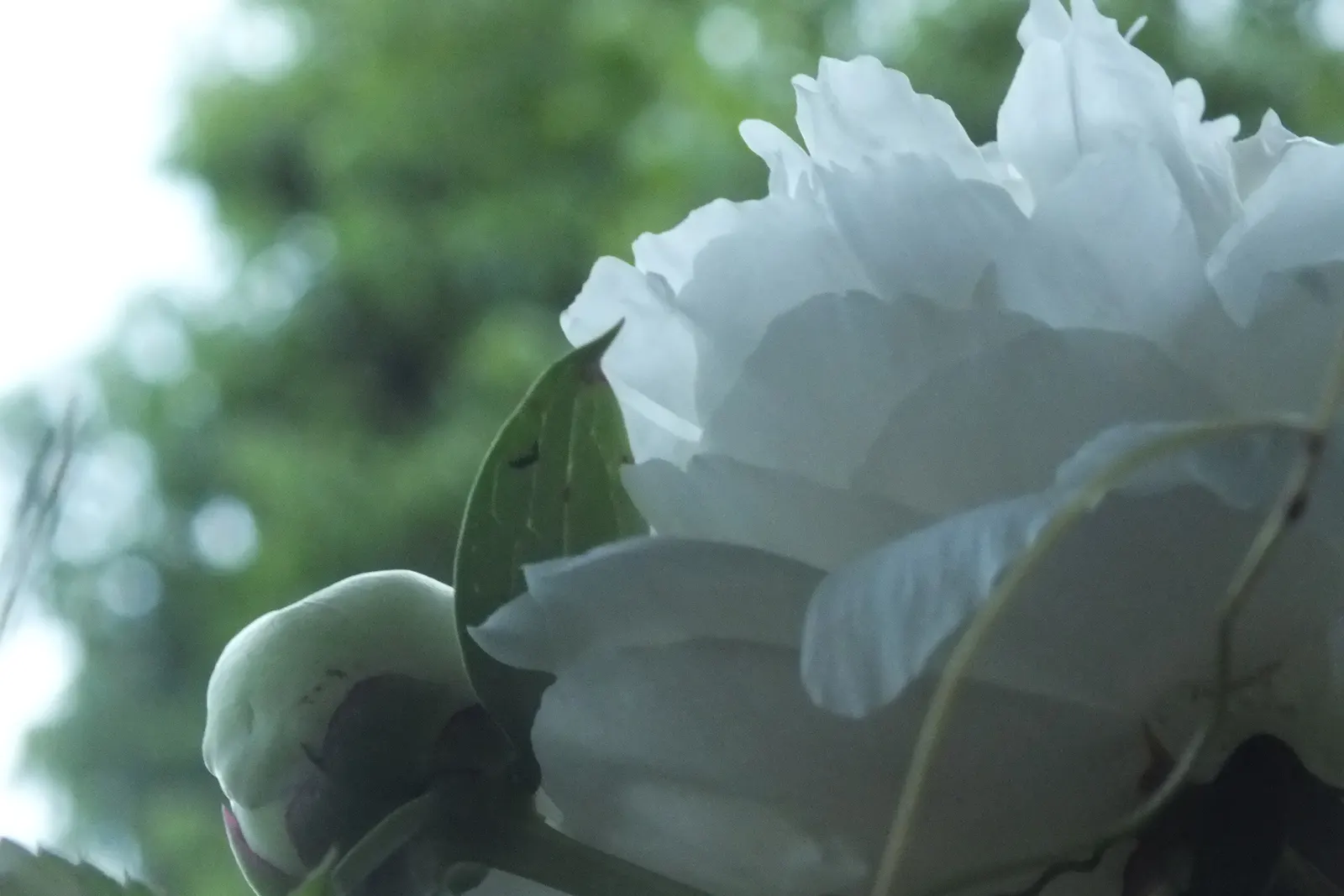 White Peony (Paeonia 'White') — is a stately and elegant perennial that adds a touch of classic beauty to any landscape design