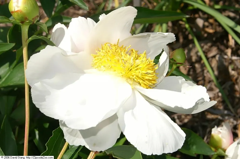 White Peony (Paeonia 'White') — Its elegant white petals and golden stamens create a striking contrast; is a stately and elegant perennial that, image 80