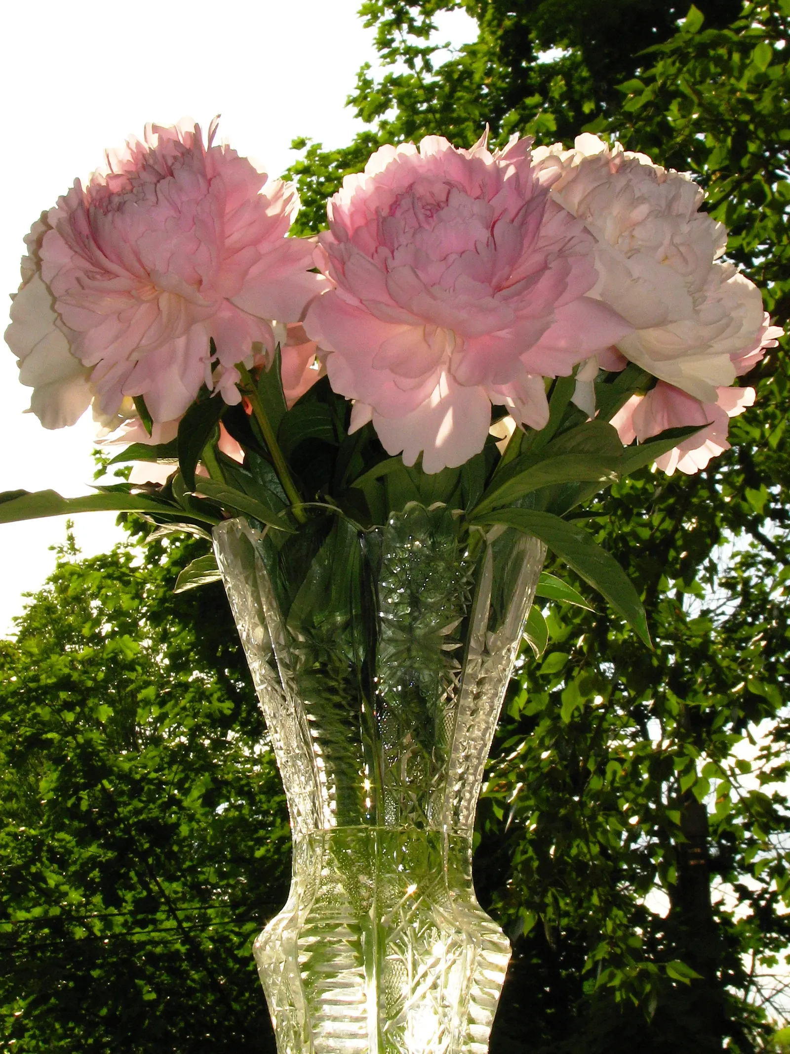 White Peony (Paeonia 'White') — sumptuous blooms that exude an air of pure sophistication; flowers can reach up to 6-8 inches in diameter and, image 102