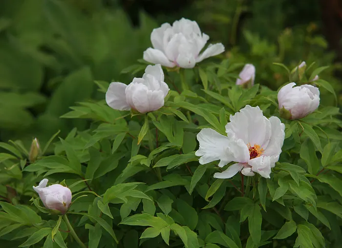 White Peony (Paeonia 'White') — Its elegant white petals and golden stamens create a striking contrast