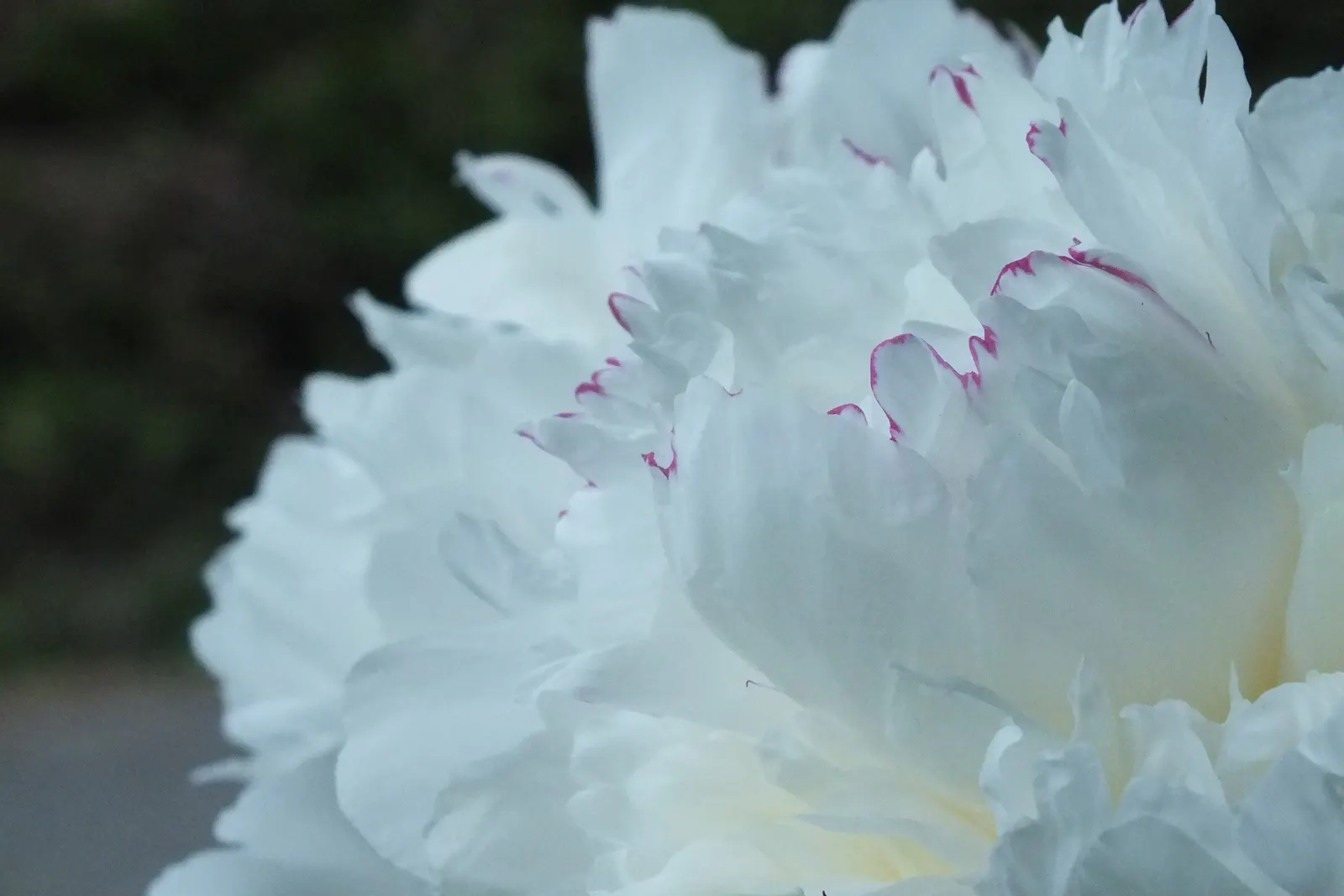 White Peony (Paeonia 'White') — They emit a light, pleasant fragrance that will enhance the sensory experience of your garden; fully double flowers, image 70
