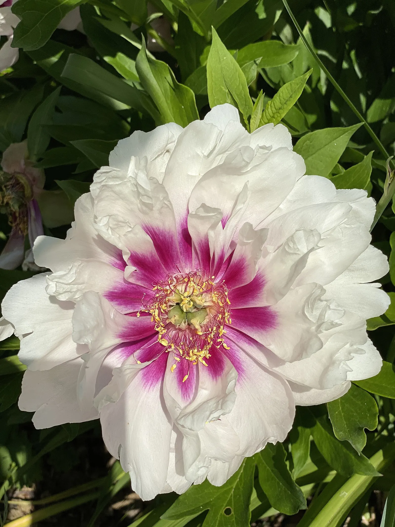 White Peony (Paeonia 'White') — This peony prefers well-drained soil and full sun to part shade; perennial with white blooms, image 60
