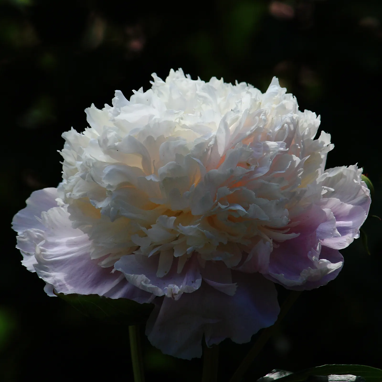 White Peony (Paeonia 'White') — These magnificent blossoms sit atop sturdy stems that vary in height from 2 to 3 feet, image 48