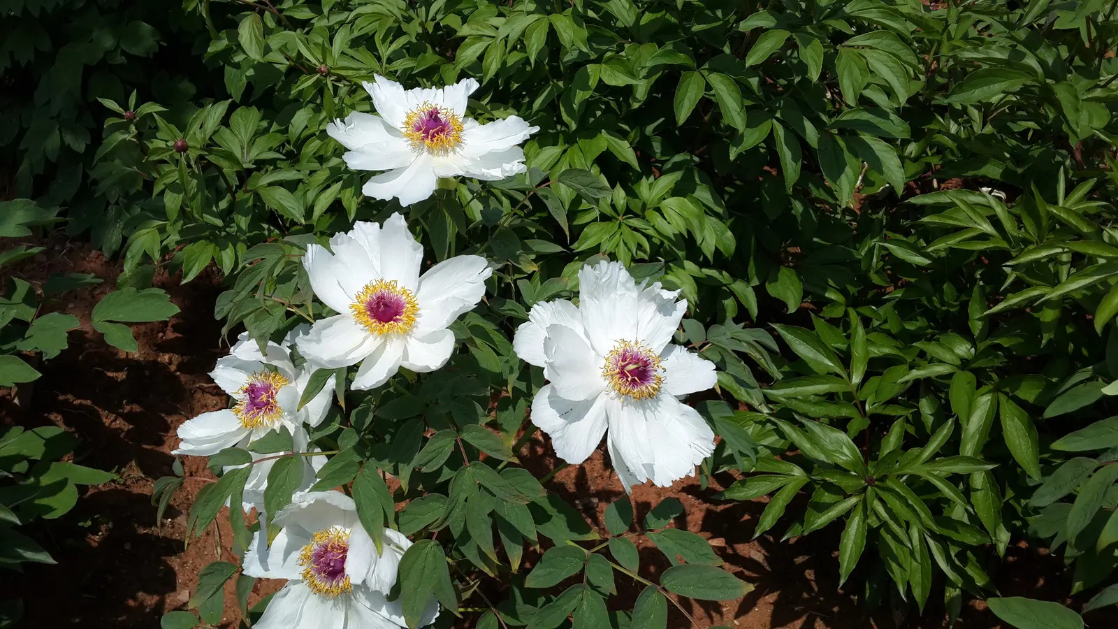 White Peony (Paeonia 'White') — fully double flowers with satiny white petals that may sometimes exhibit a subtle blush or cream undertone