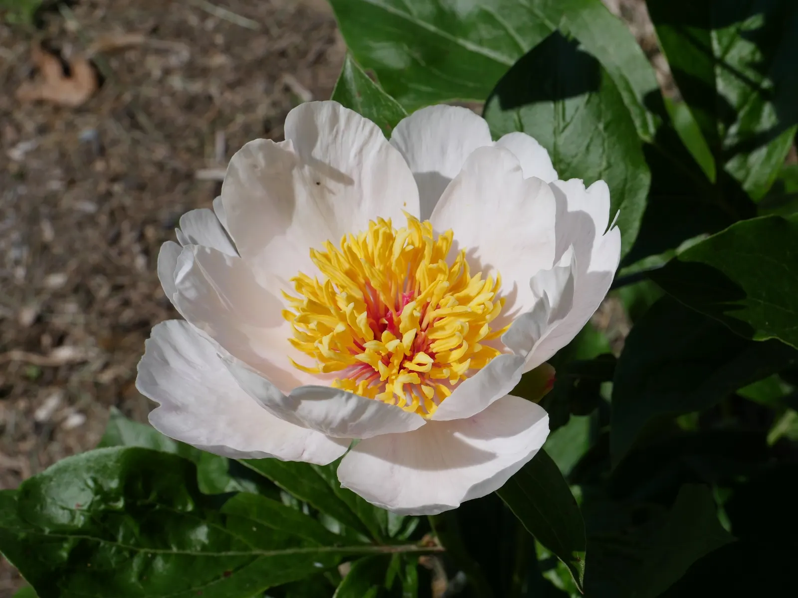 White Peony (Paeonia 'White') — These plants are hardy in USDA Zones 3 through 8, demonstrating a respectable level of cold tolerance; sumptuous blooms that