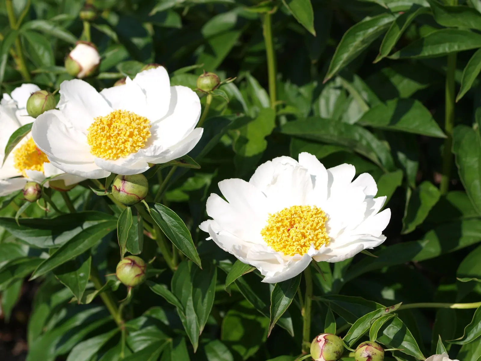 White Peony (Paeonia 'White') — the White Peony will return year after year to grace your landscape with its timeless charm; plant the White Peony, image 54