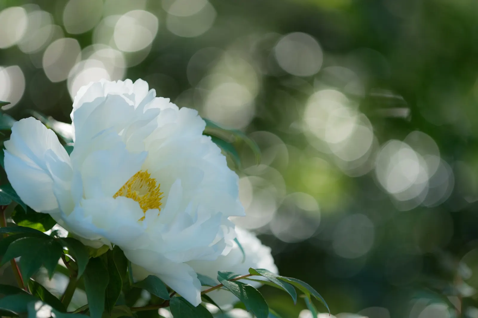 White Peony (Paeonia 'White') — The White Peony, Paeonia 'White', is a hardy perennial boasting lush, full blooms up to 6 inches across; its, image 77