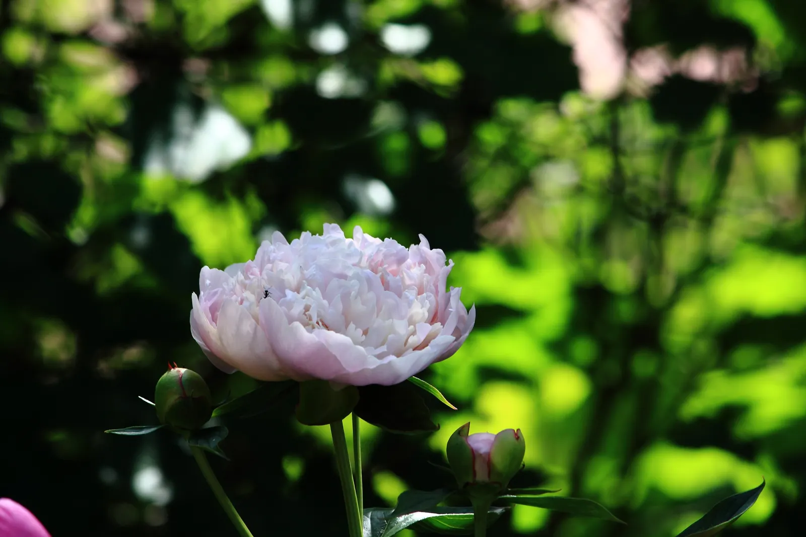 White Peony (Paeonia 'White') — is a stately and elegant perennial that adds a touch of classic beauty to any landscape design; the White Peony, image 82