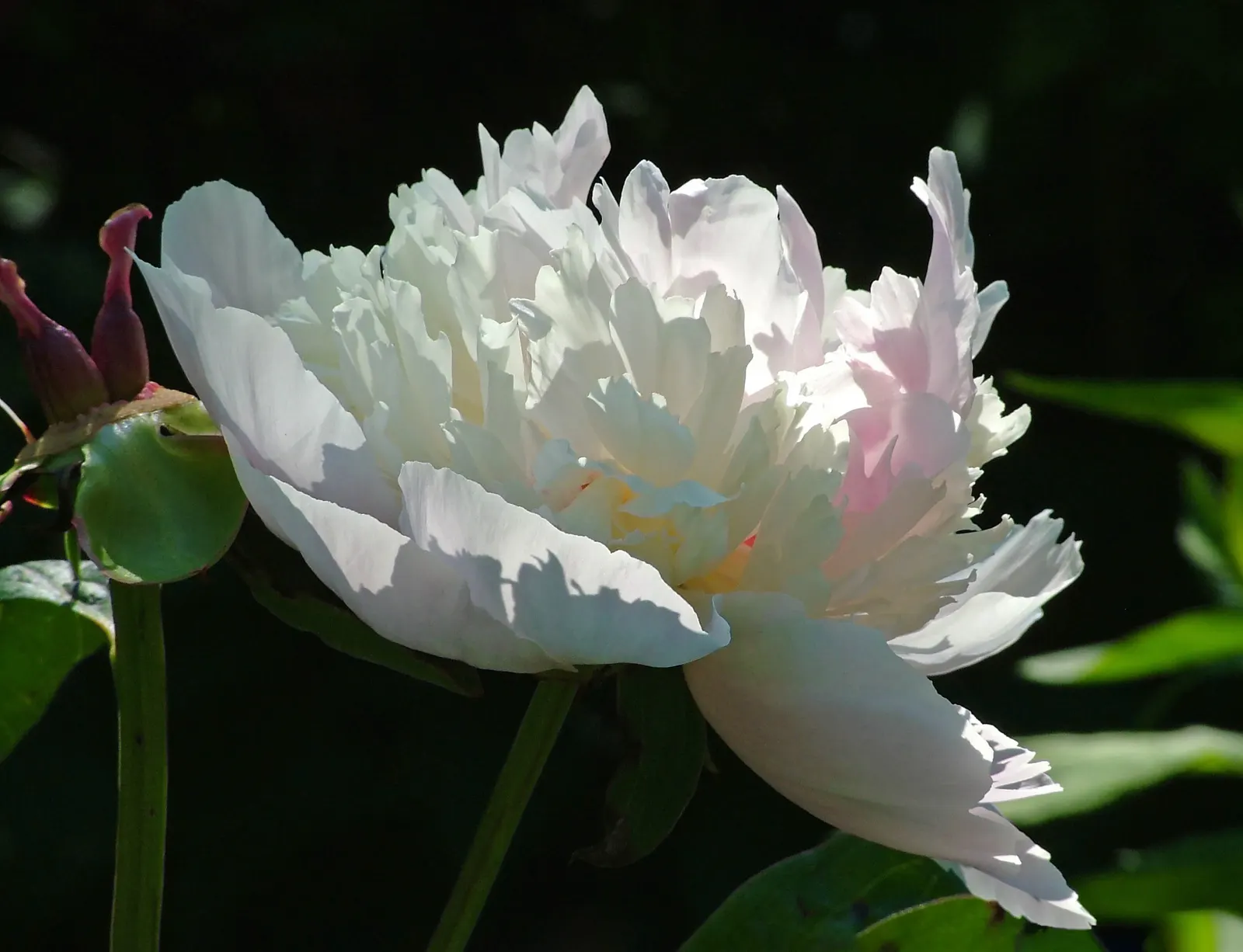 White Peony (Paeonia 'White') — with a spread of 2 to 3 feet as well; white flowers in the garden, image 106