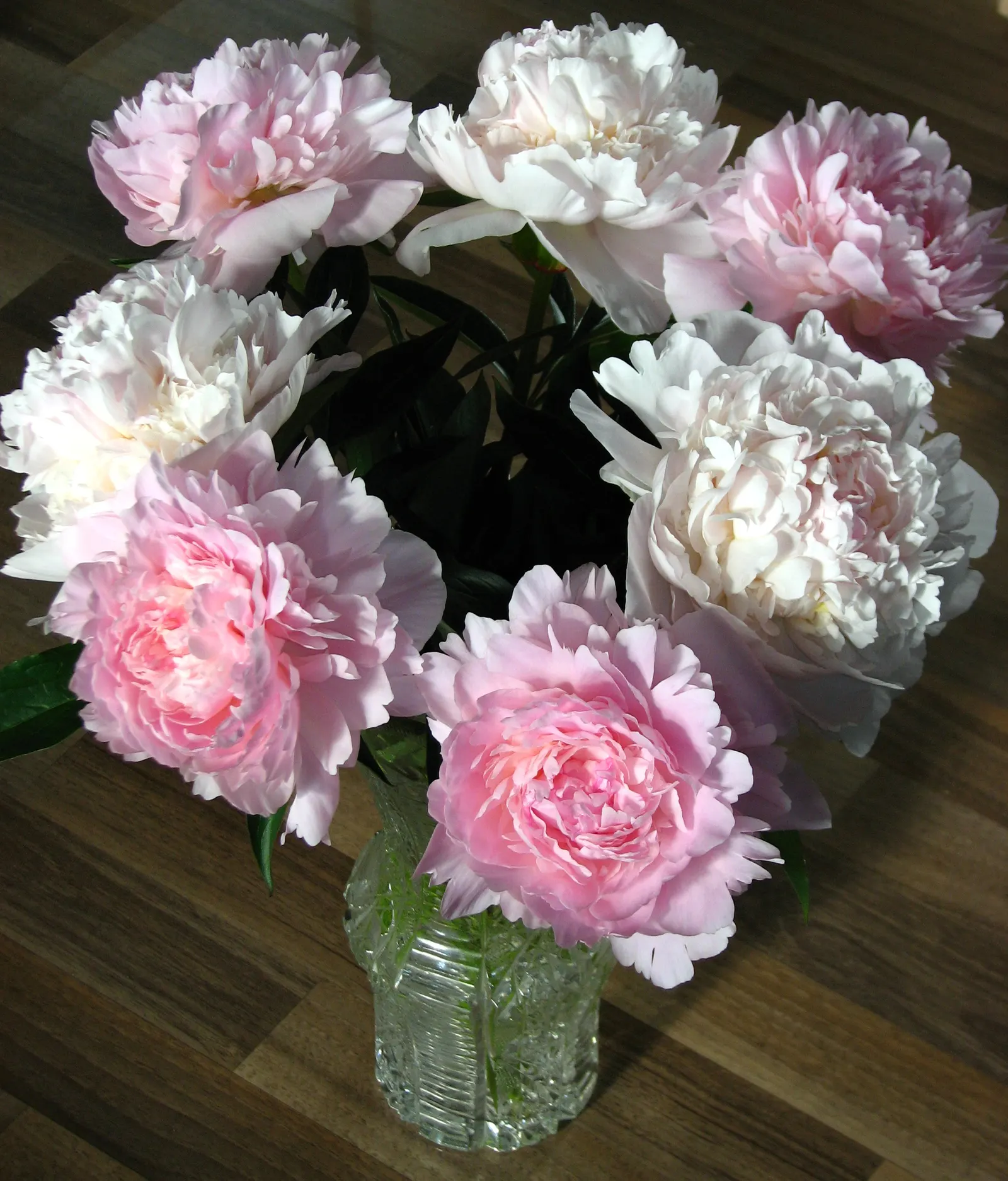 White Peony (Paeonia 'White') — Flowering in late spring to early summer, it reaches a mature height and spread of 2-3 feet; with a spread of 2 to, image 97