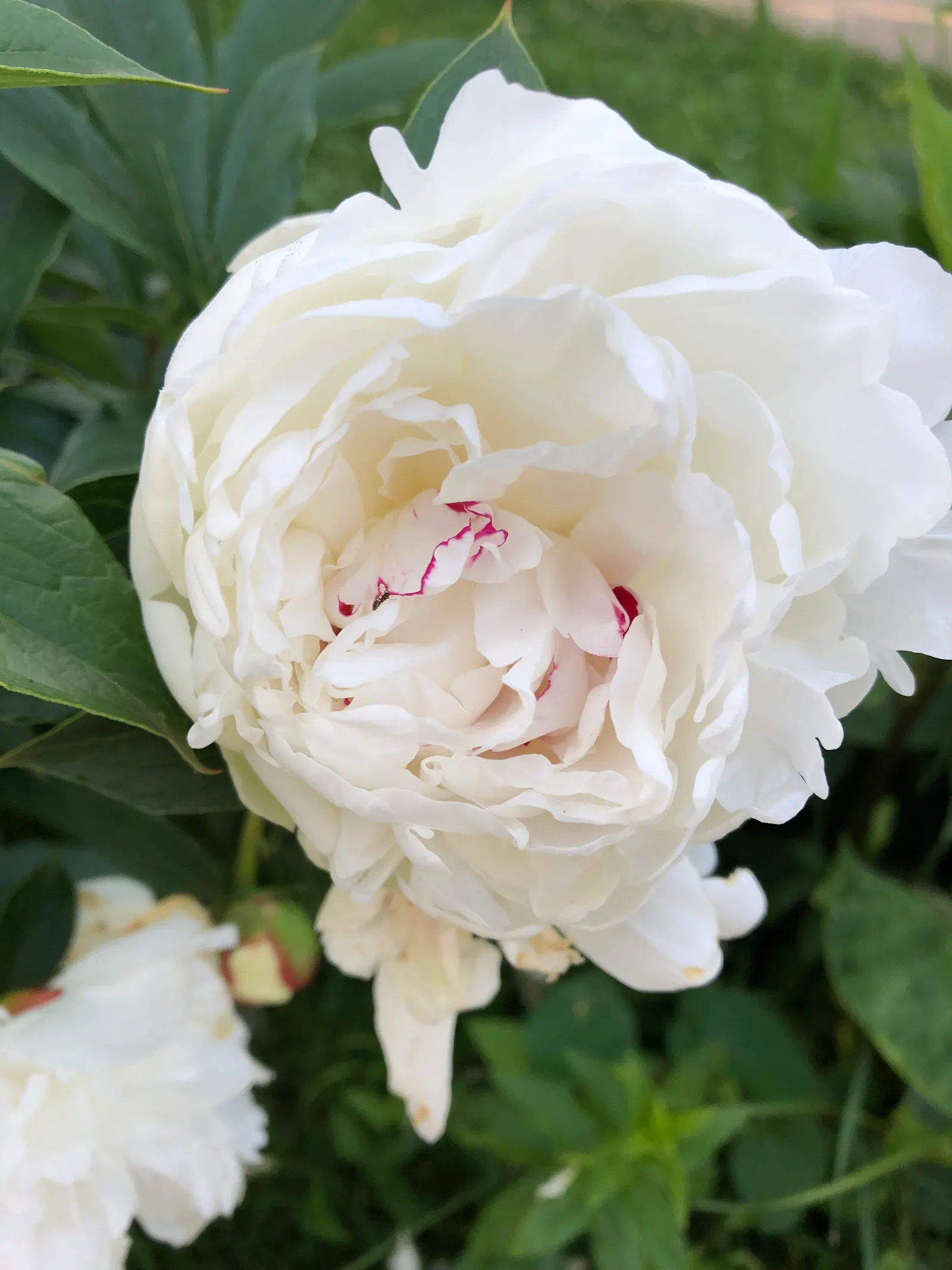 White Peony (Paeonia 'White') — Flowers can reach up to 6-8 inches in diameter and emerge from the plant in late spring to early summer; these plants are hardy