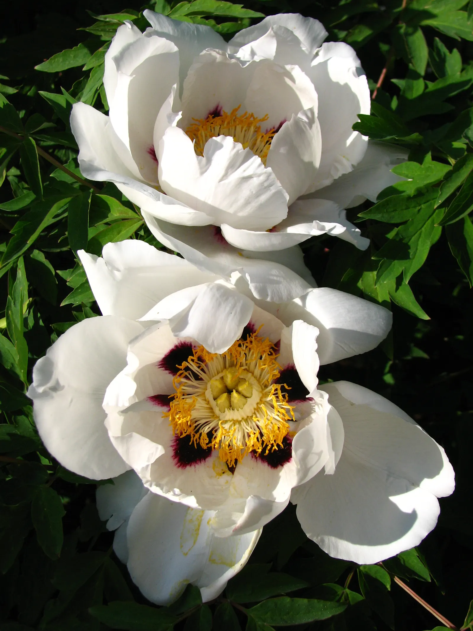 White Peony (Paeonia 'White') — Flowers can reach up to 6-8 inches in diameter and emerge from the plant in late spring to early summer; these, image 103