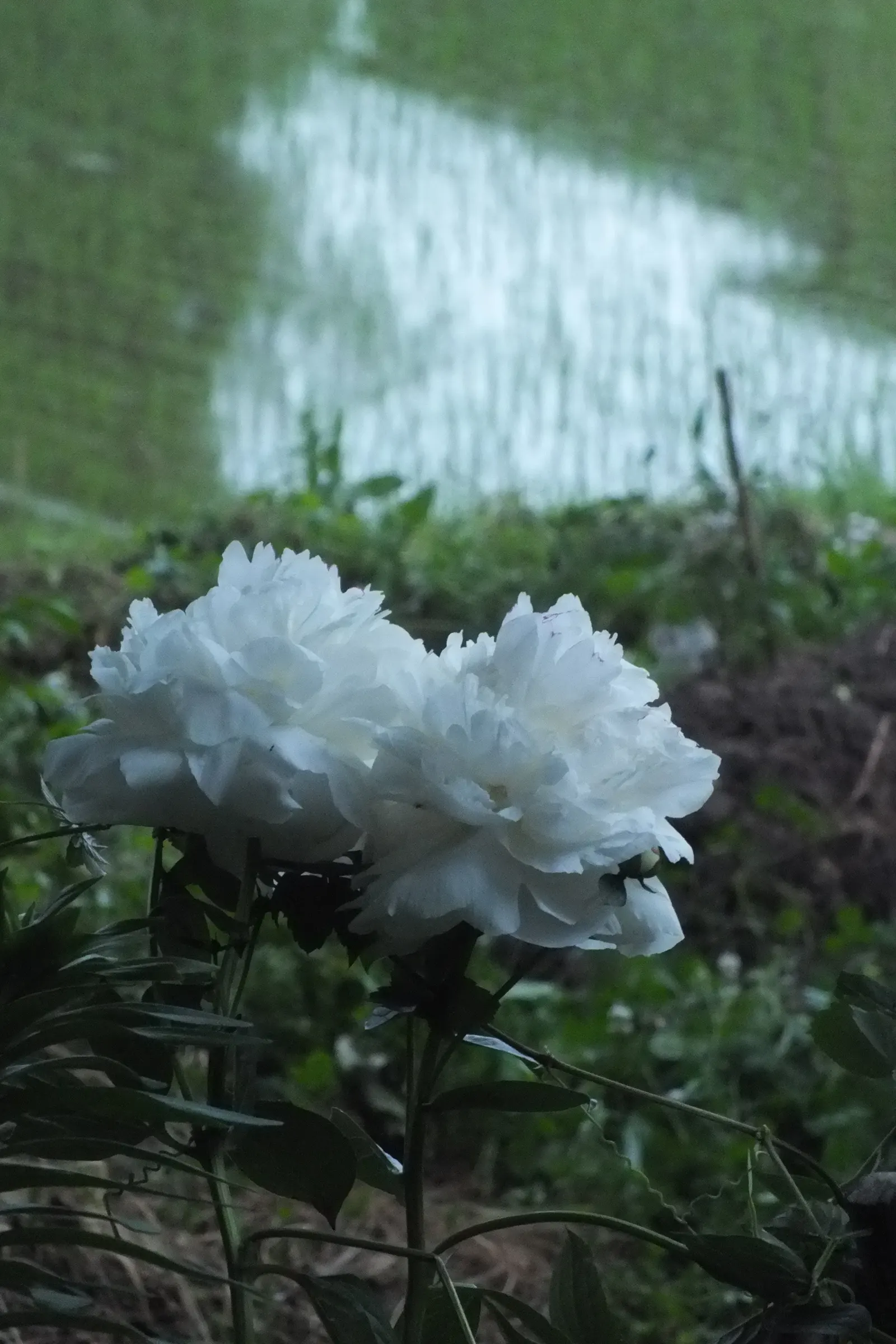 White Peony (Paeonia 'White') — white flowers in the garden; flowering in late spring to early summer, it reaches a mature height and spread of 2-3, image 55