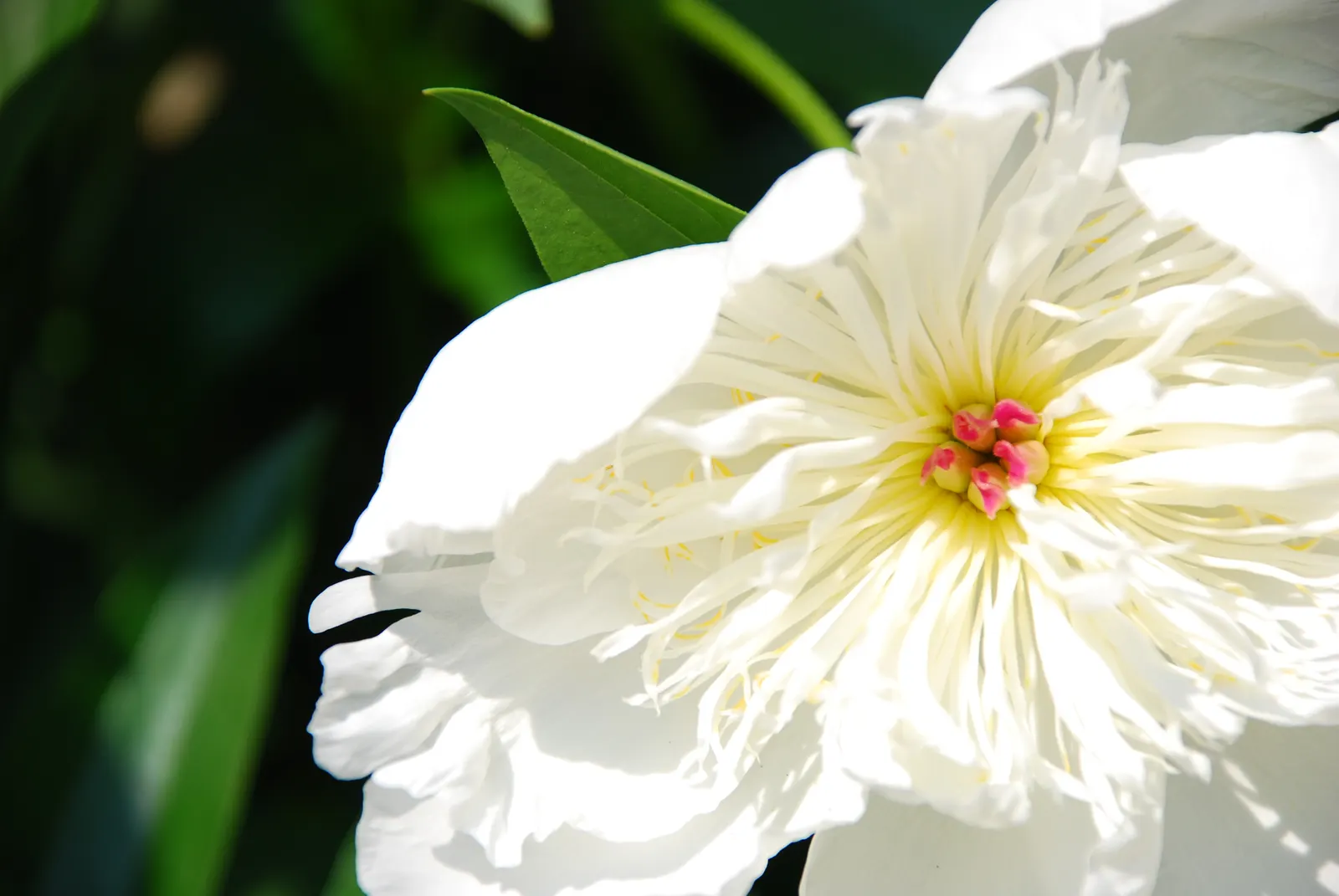 White Peony (Paeonia 'White') — These plants are hardy in USDA Zones 3 through 8, demonstrating a respectable level of cold tolerance; sumptuous, image 53