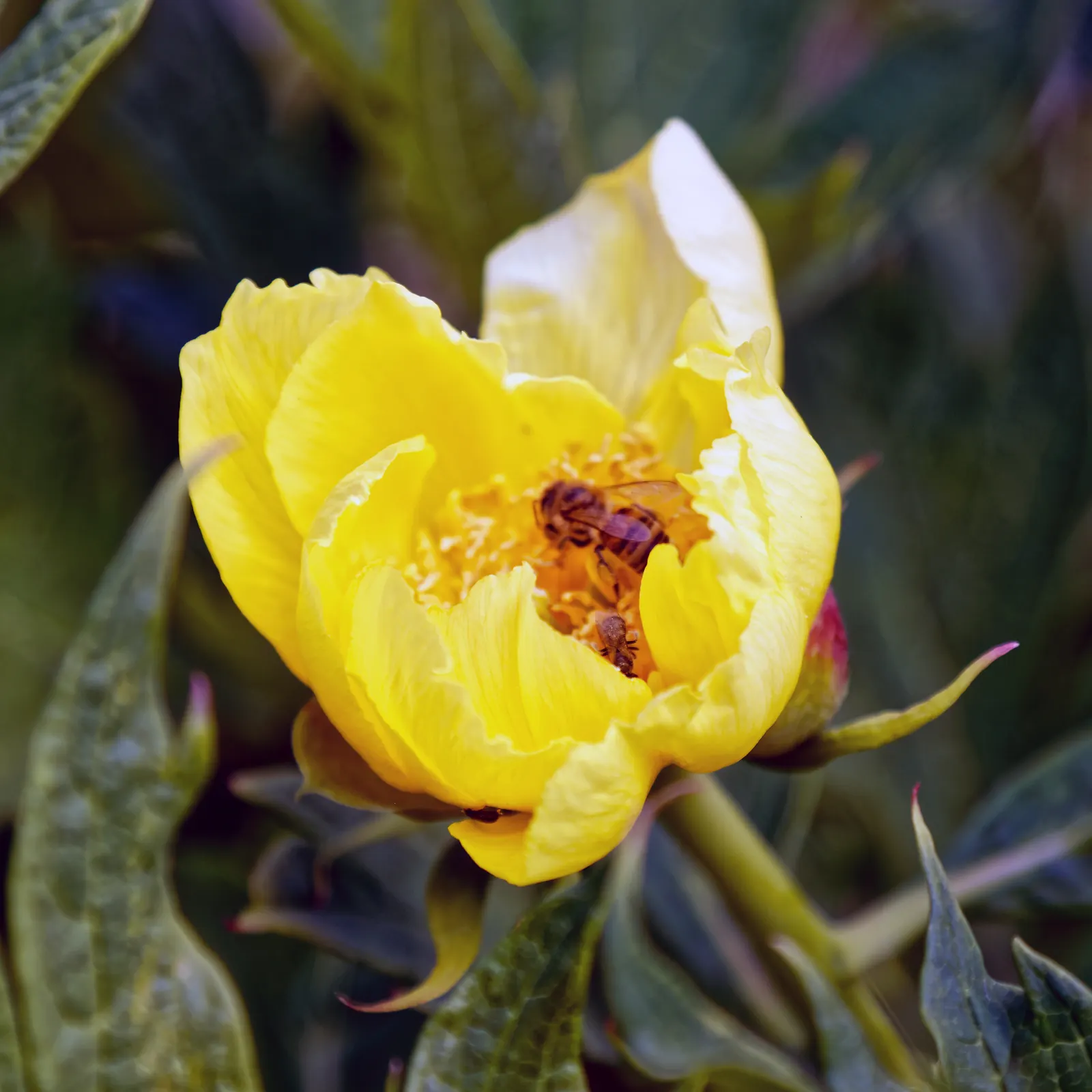 White Peony (Paeonia 'White') — white flowers in the garden; flowering in late spring to early summer, it reaches a mature height and spread of 2-3, image 74