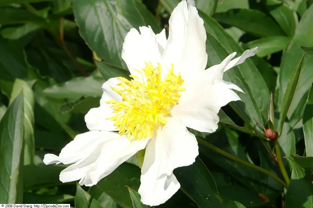 White Peony (Paeonia 'White') — perennial for full; the White Peony will return year after year to grace your landscape with its timeless charm, image 76