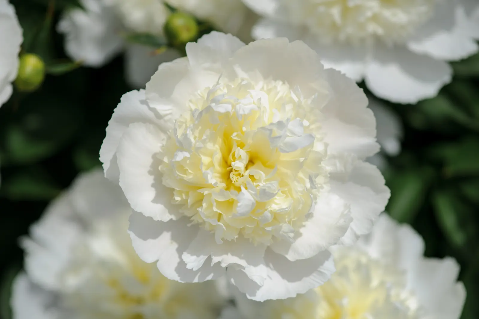 White Peony (Paeonia 'White') — ideal for borders or as a focal point in any garden design