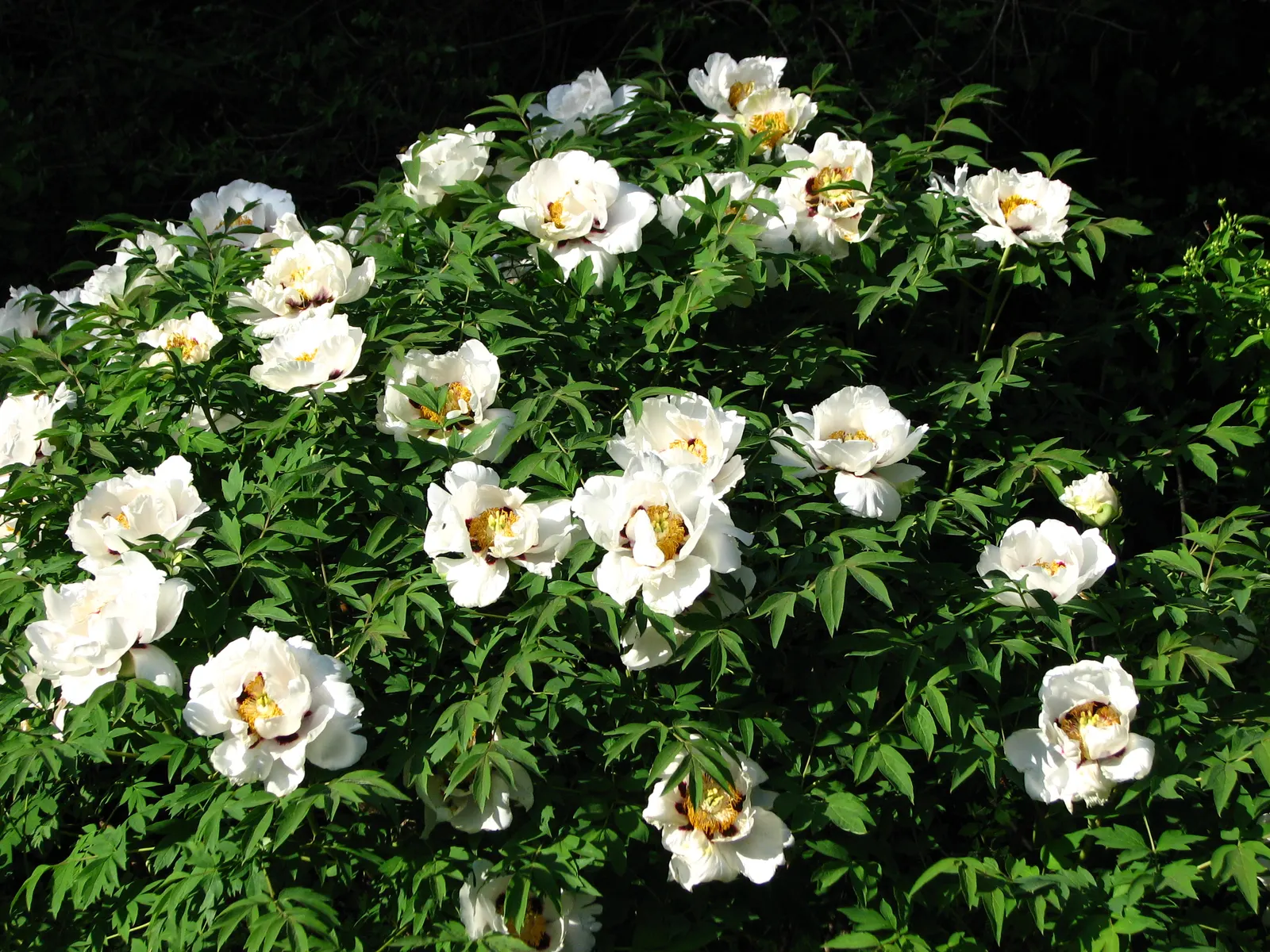 White Peony (Paeonia 'White') — perennial for full; the White Peony will return year after year to grace your landscape with its timeless charm, image 95