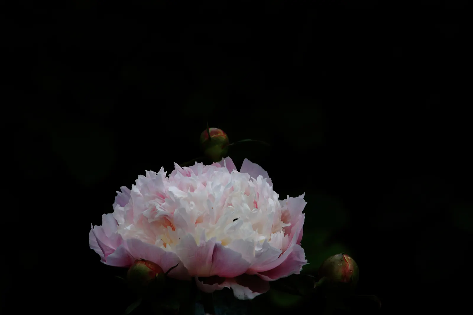 White Peony (Paeonia 'White') — perennial for full