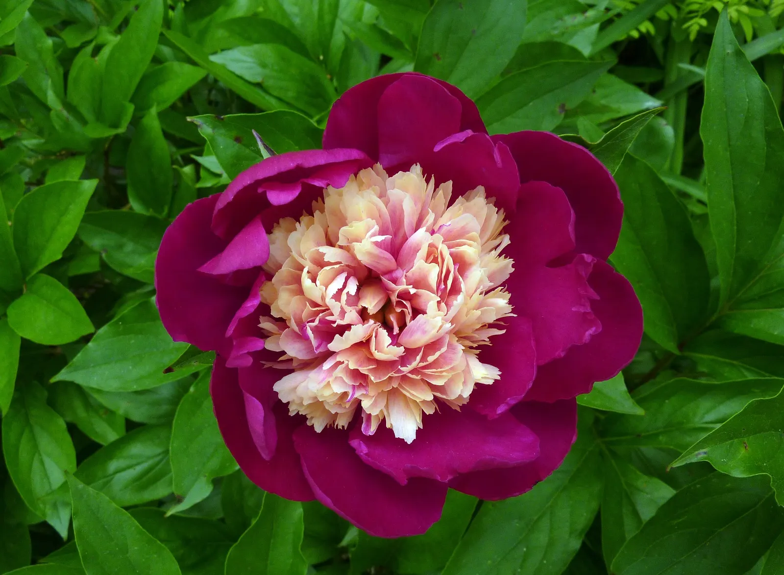White Peony (Paeonia 'White') — white flowers in the garden; flowering in late spring to early summer, it reaches a mature height and spread of 2-3, image 93