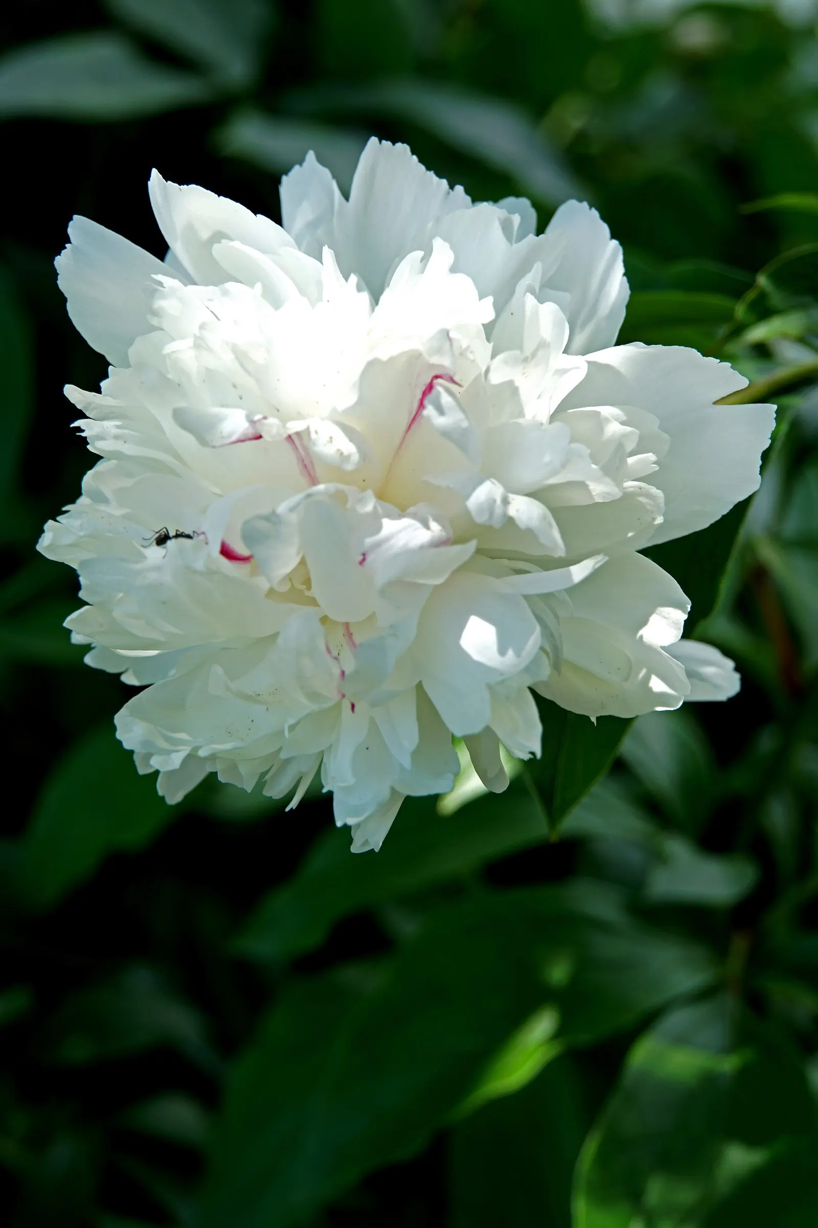 White Peony (Paeonia 'White') — typically in May and June; this peony prefers well-drained soil and full sun to part shade, image 104