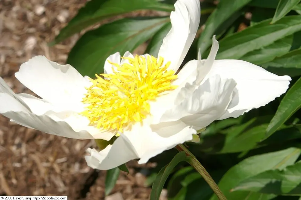 White Peony (Paeonia 'White') — plant the White Peony in a location that offers full sun to partial shade; perennial for full, image 90