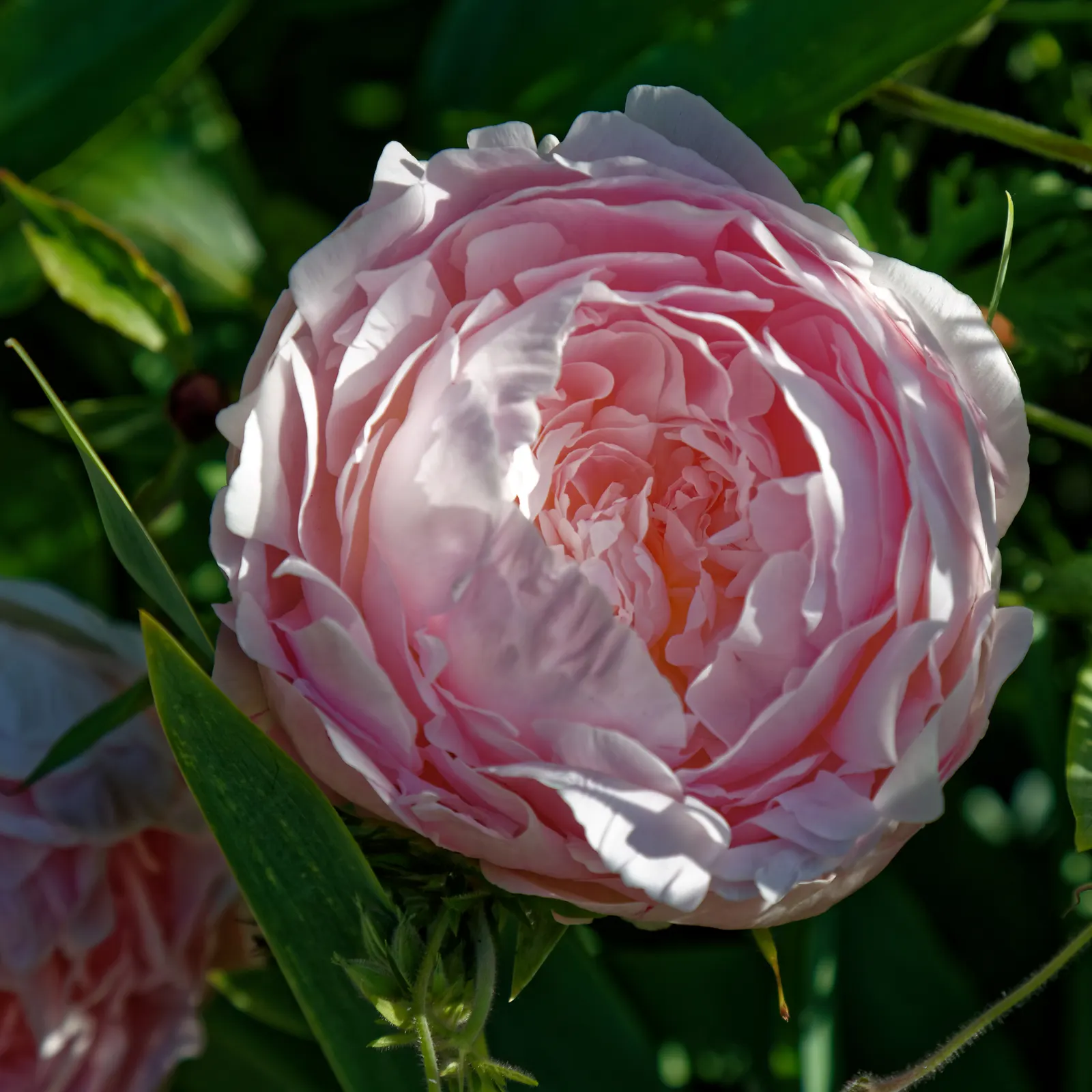 White Peony (Paeonia 'White') — perennial with white blooms; typically in May and June