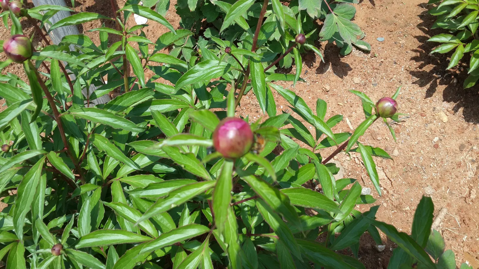 White Peony (Paeonia 'White') — Flowering in late spring to early summer, it reaches a mature height and spread of 2-3 feet; with a spread of 2 to, image 78