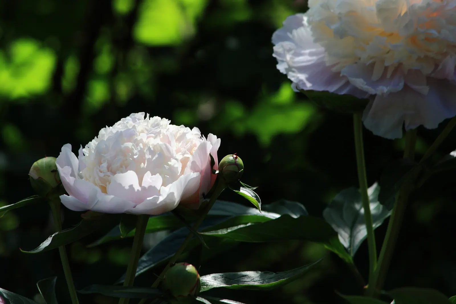 White Peony (Paeonia 'White') — Flowering in late spring to early summer, it reaches a mature height and spread of 2-3 feet