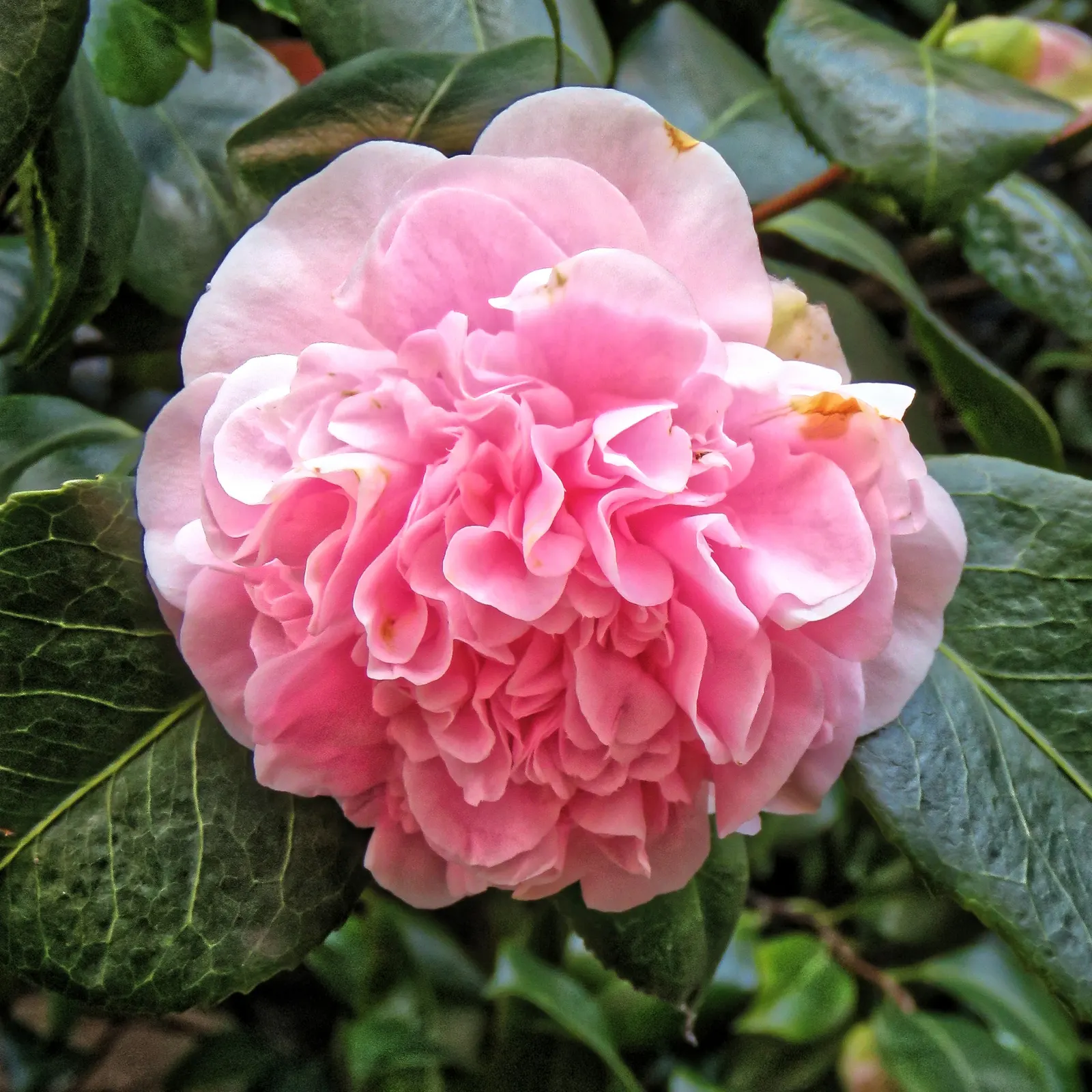 White Peony (Paeonia 'White') — typically in May and June; this peony prefers well-drained soil and full sun to part shade, image 66