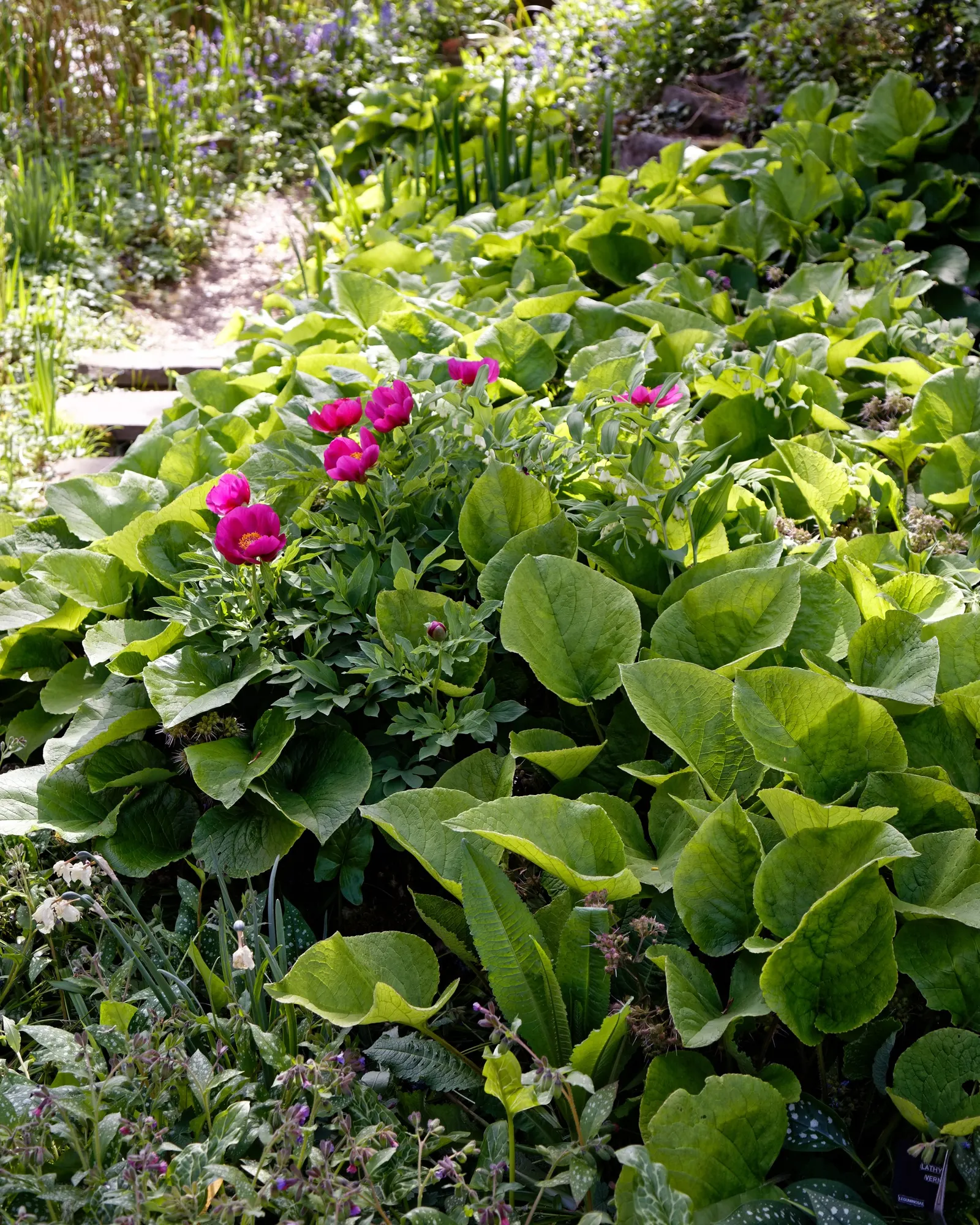 White Peony (Paeonia 'White') — Flowering in late spring to early summer, it reaches a mature height and spread of 2-3 feet; with a spread of 2 to 3 feet as