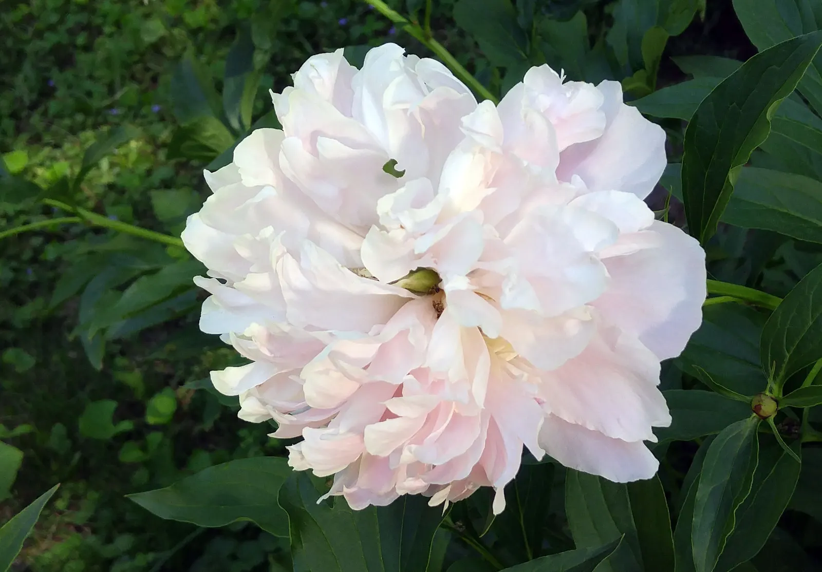 White Peony (Paeonia 'White') — sumptuous blooms that exude an air of pure sophistication; flowers can reach up to 6-8 inches in diameter and, image 83