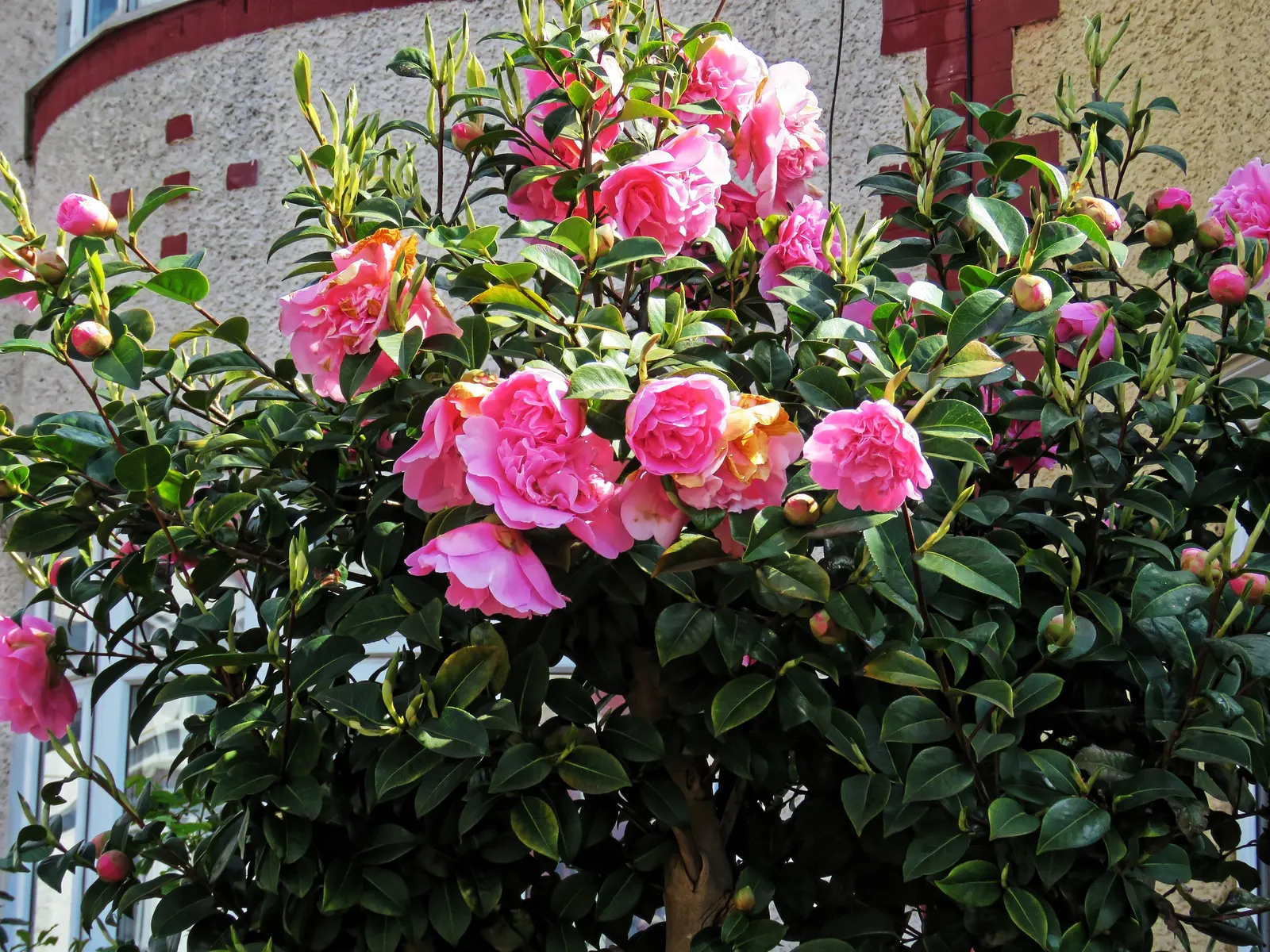 White Peony (Paeonia 'White') — with a spread of 2 to 3 feet as well; white flowers in the garden