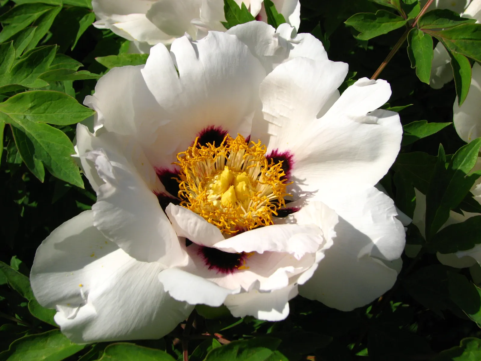 White Peony (Paeonia 'White') — typically in May and June; this peony prefers well-drained soil and full sun to part shade