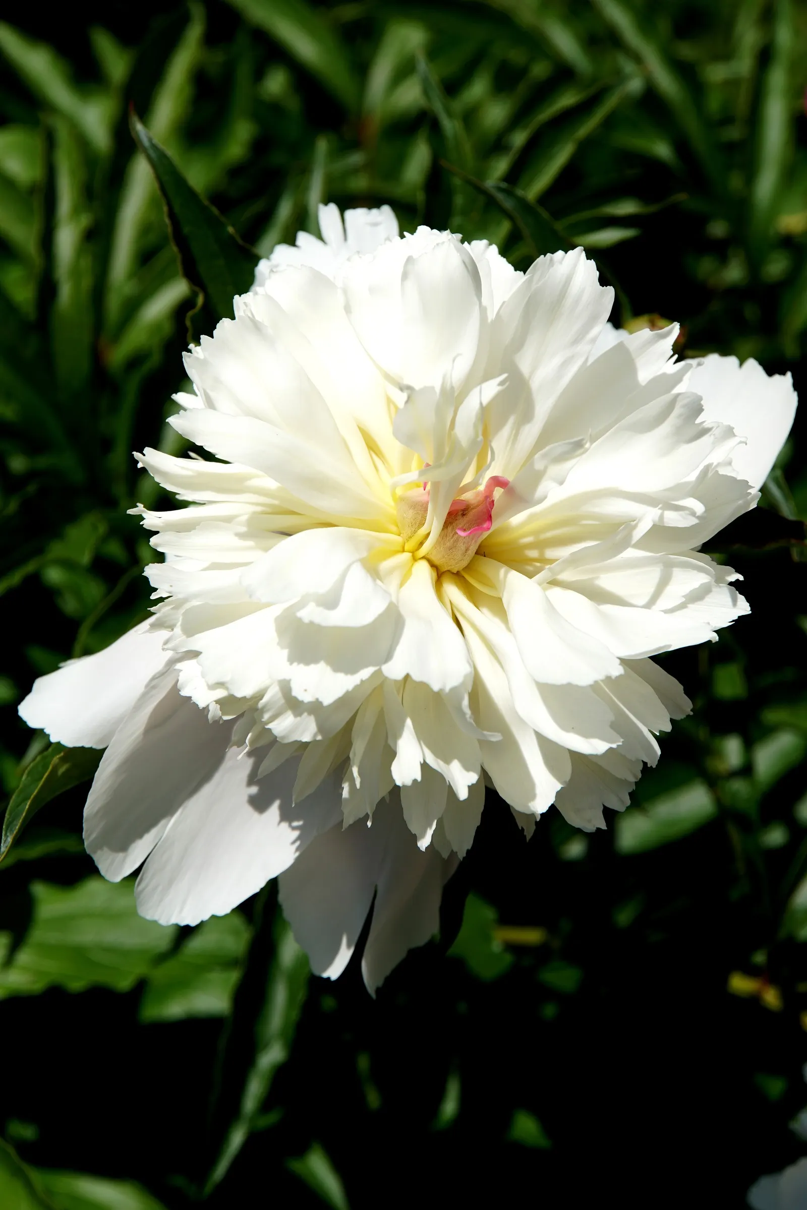 White Peony (Paeonia 'White') — ideal for borders or as a focal point in any garden design; they emit a light, pleasant fragrance that will enhance, image 100