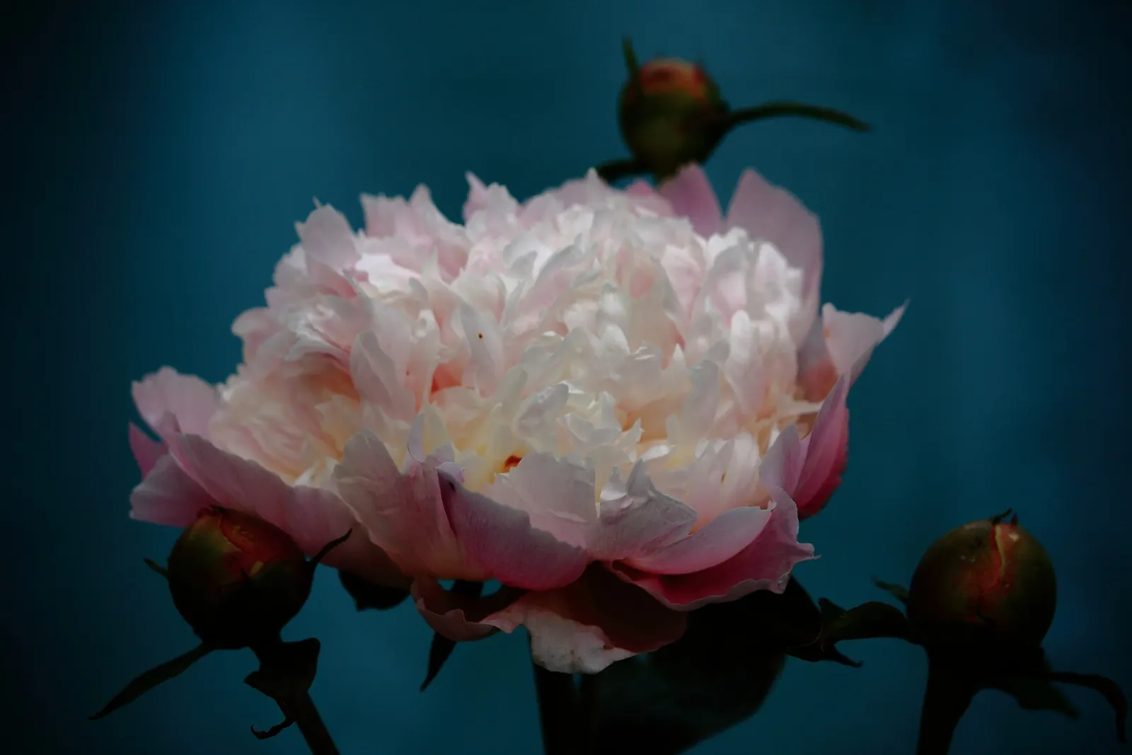 White Peony (Paeonia 'White') — Flowers can reach up to 6-8 inches in diameter and emerge from the plant in late spring to early summer