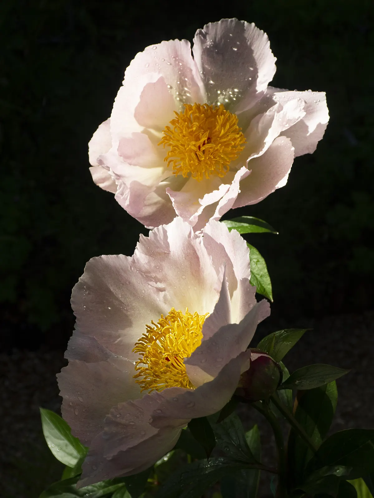 White Peony (Paeonia 'White') — This peony prefers well-drained soil and full sun to part shade; perennial with white blooms