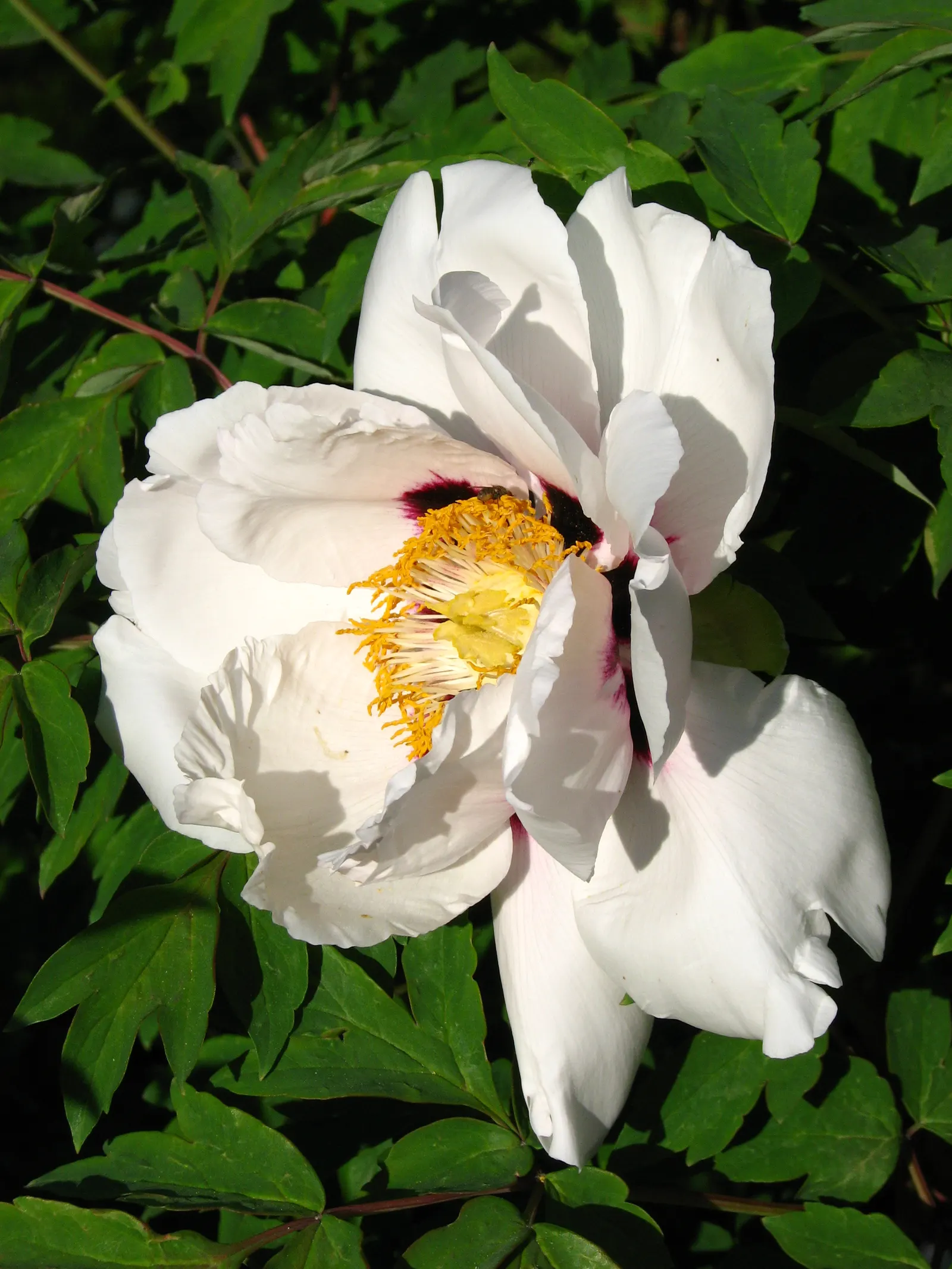 White Peony (Paeonia 'White') — ideal for borders or as a focal point in any garden design; they emit a light, pleasant fragrance that will enhance, image 81